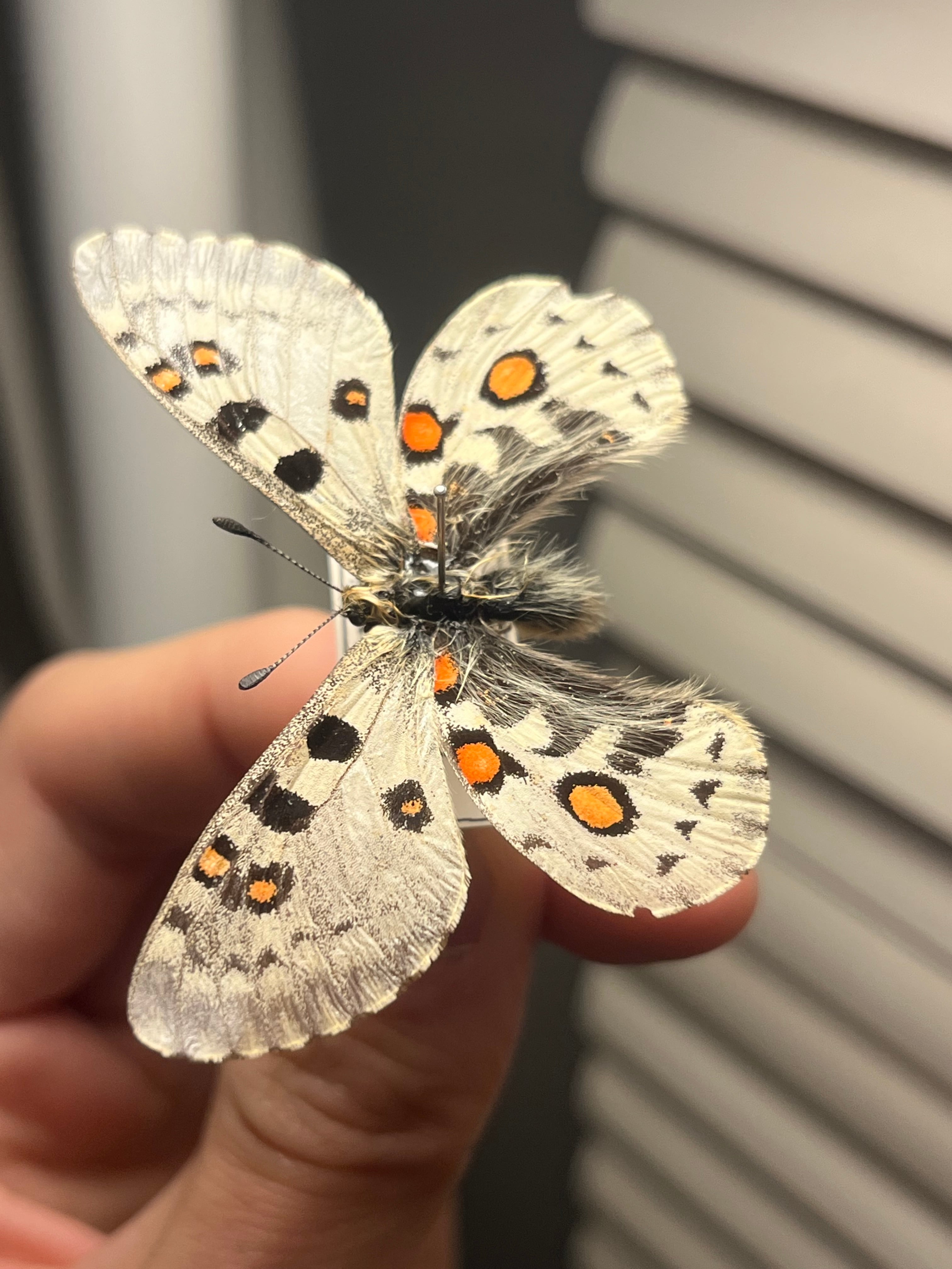 珍品　HYBRID　パルナシウス・アポロ・アラベント　蝶　標本 珍品 HYBRID パルナシウスアポロアラベント 蝶 標本 <0907z標本・蝶