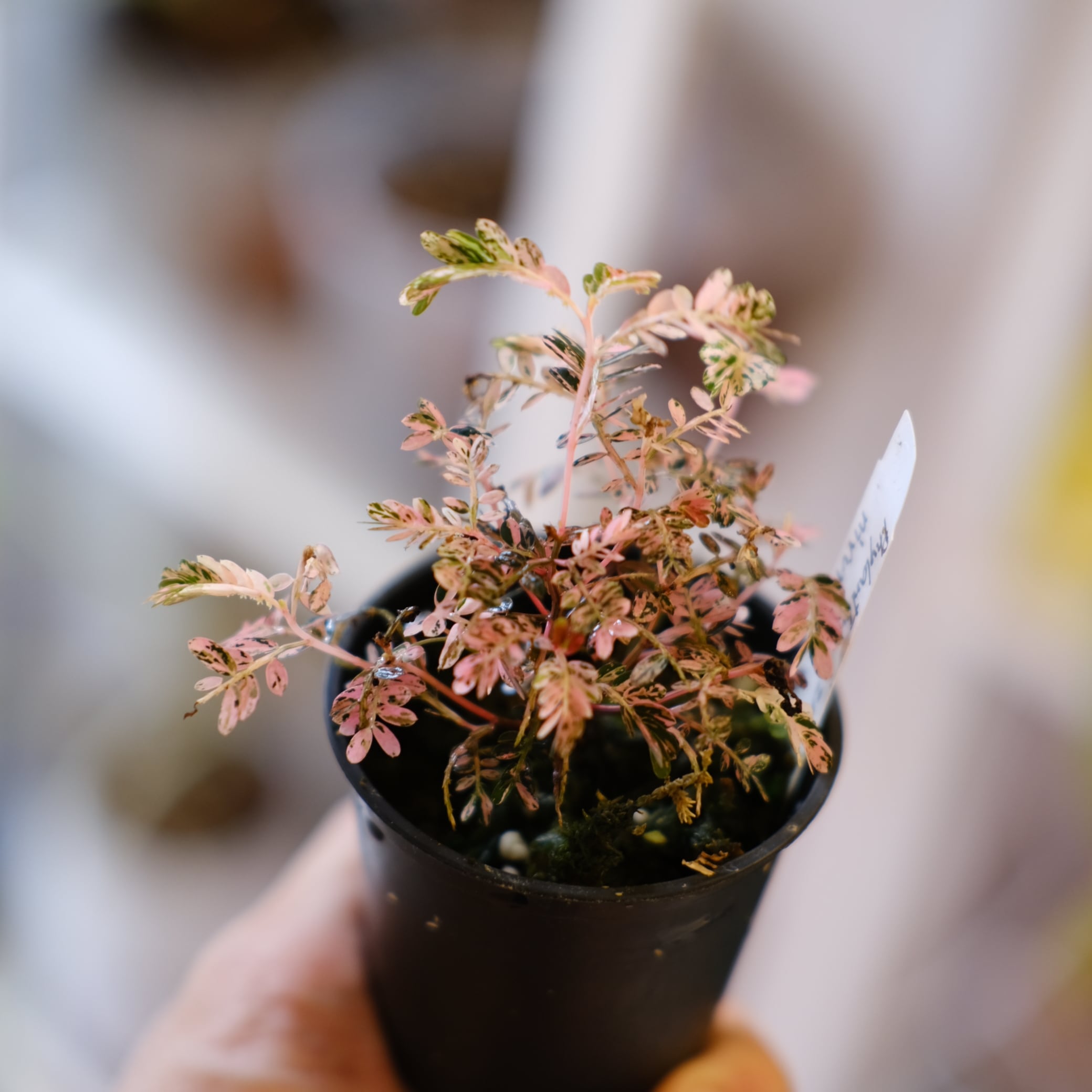 Phyllanthus urinaria 'Pink Variegated'│フィランサス・ウリナリア