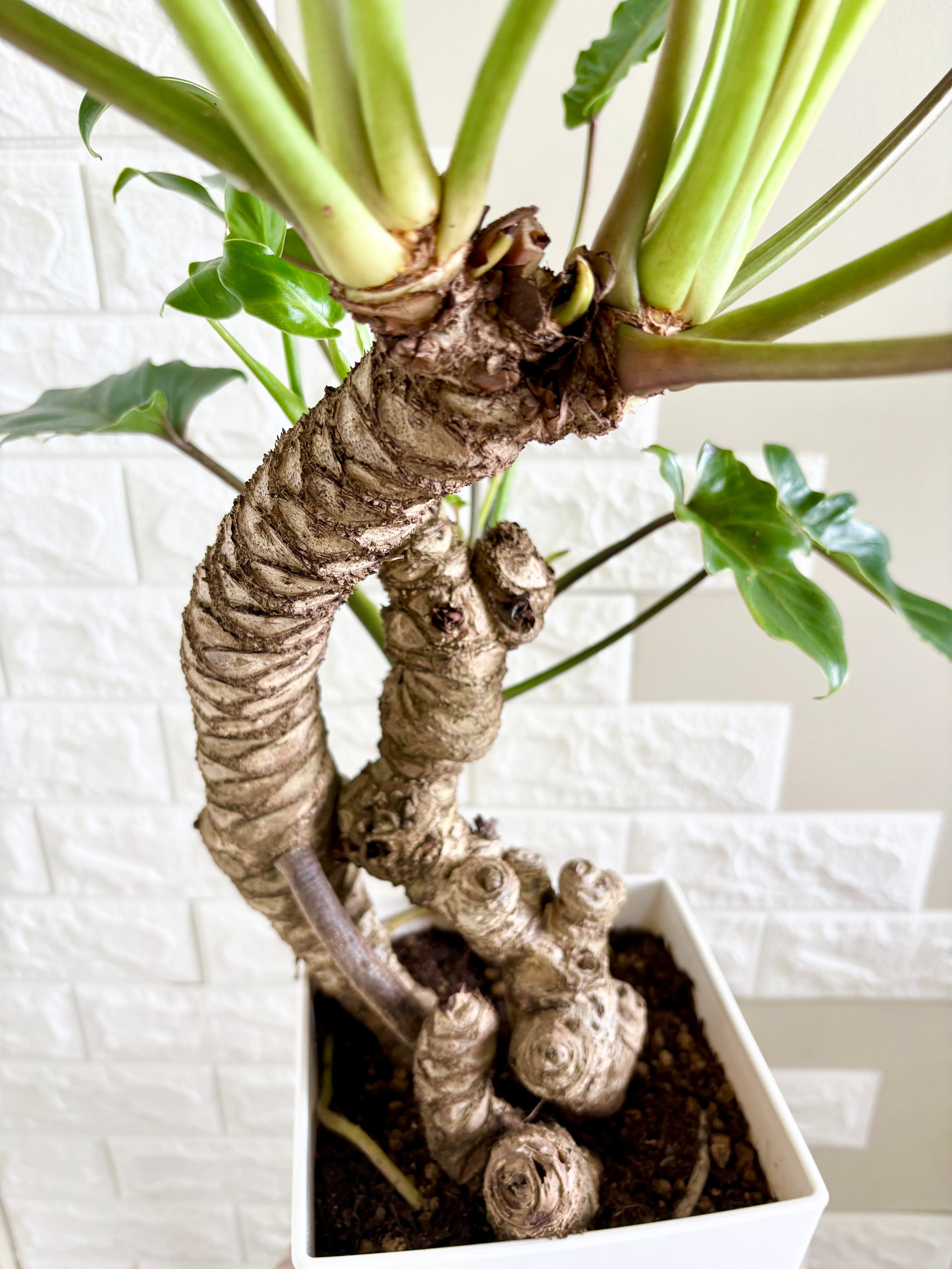 現品】フィロデンドロン クッカバラ 幹立ち 観葉植物 | 観葉植物のお店