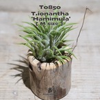 【送料無料】イオナンタ ハミムラ M〔エアプランツ〕現品発送T0850