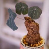 Stephania kaweesakii│ステファニア カウィーサキー②│観葉植物│盆栽風