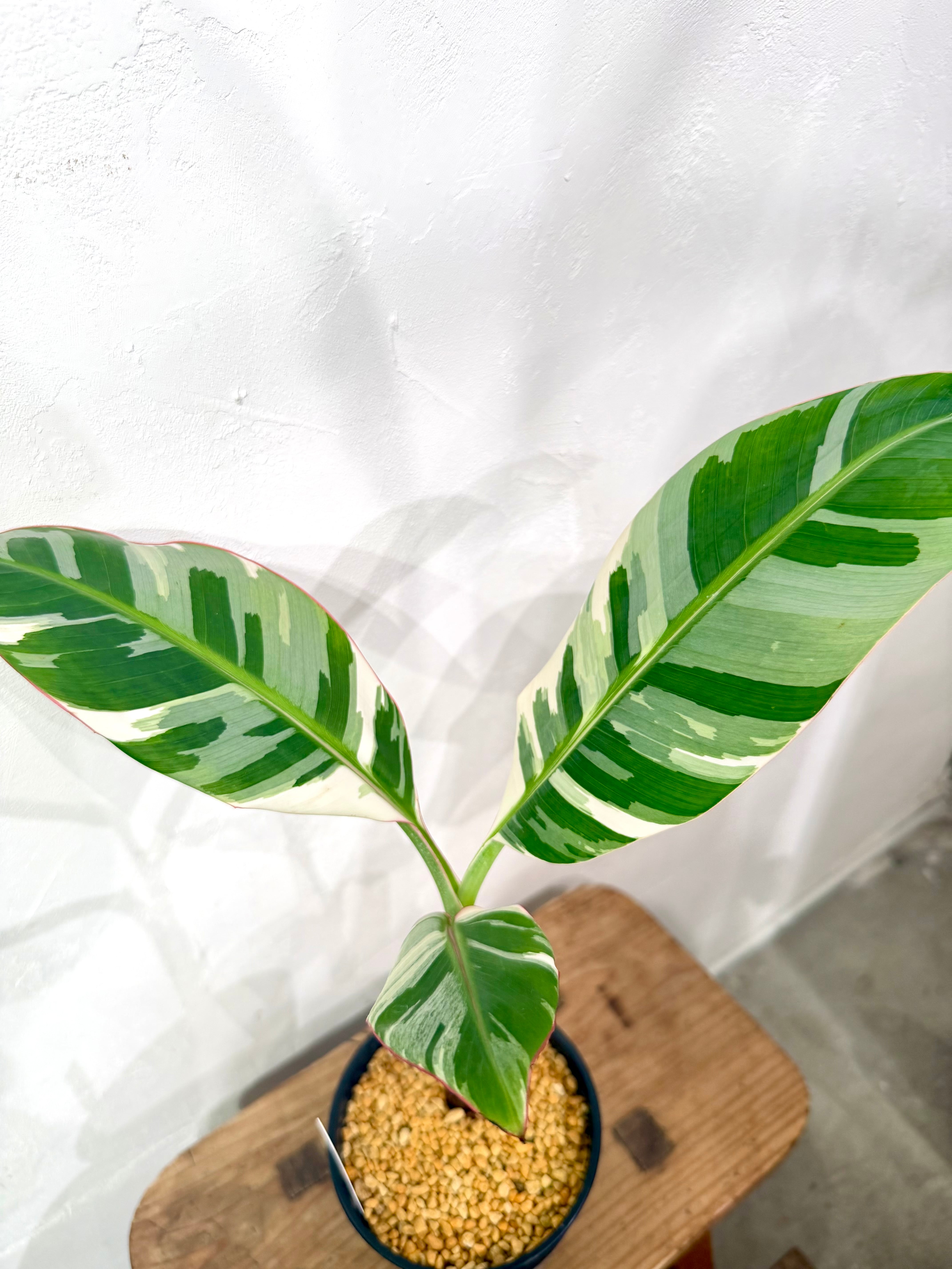 数量限定【超激レア植物B】斑入りのバナナムサアエアエ（ほとんど世に