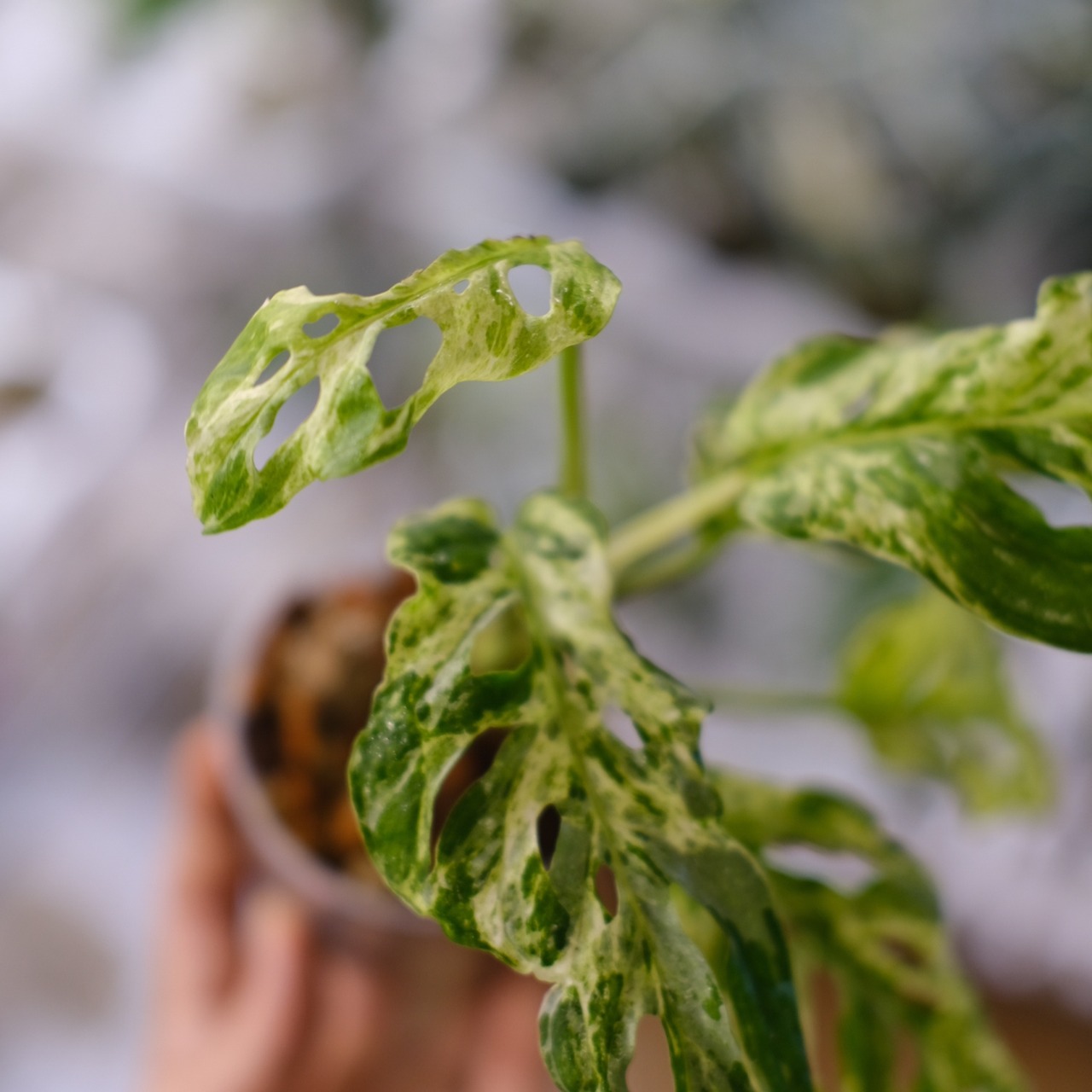 Monstera adansonii Mottled / モンステラ アダンソニー ミント⑫ / 観葉植物<育て方・花言葉>