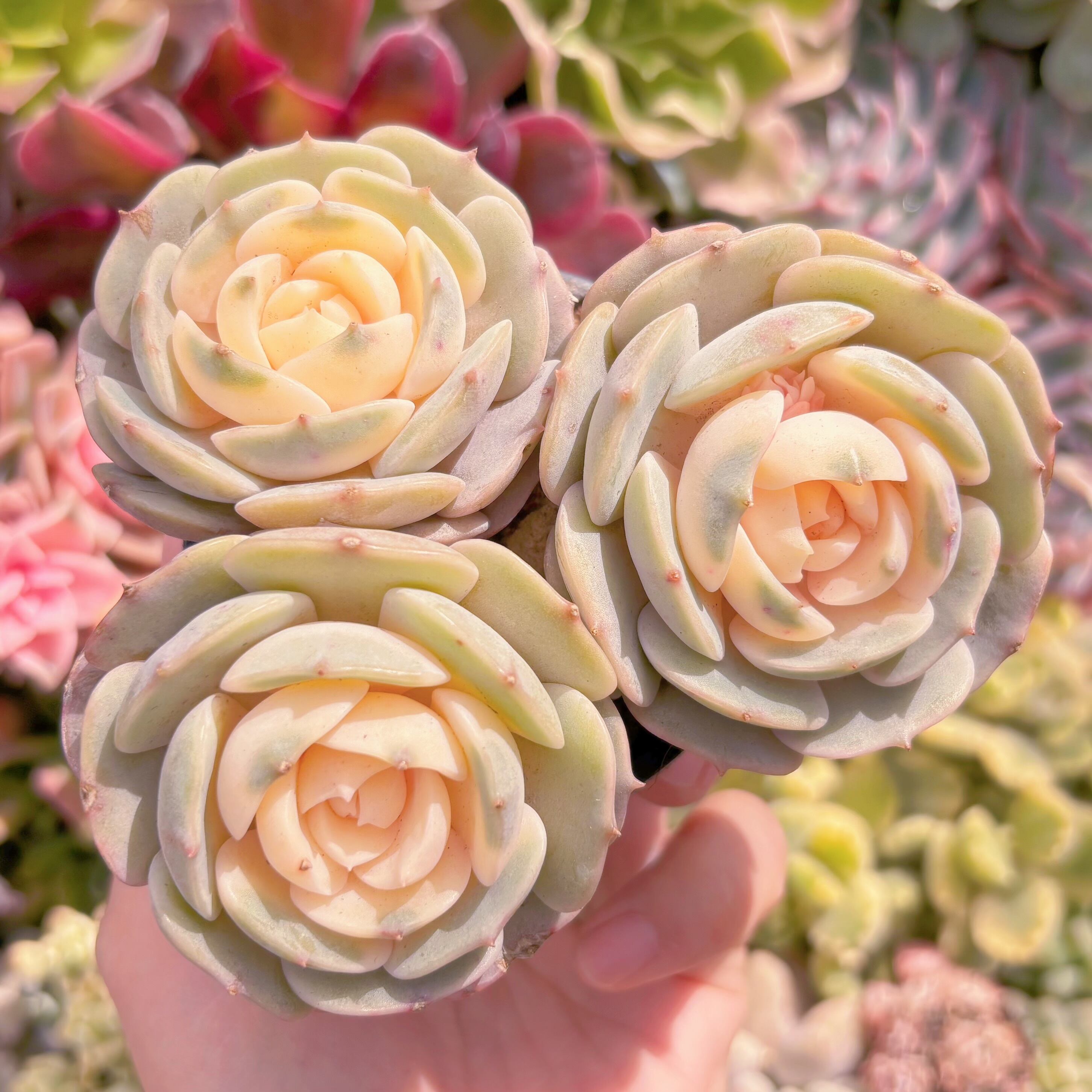 現品　ローラ錦#2025　群生　るる農園