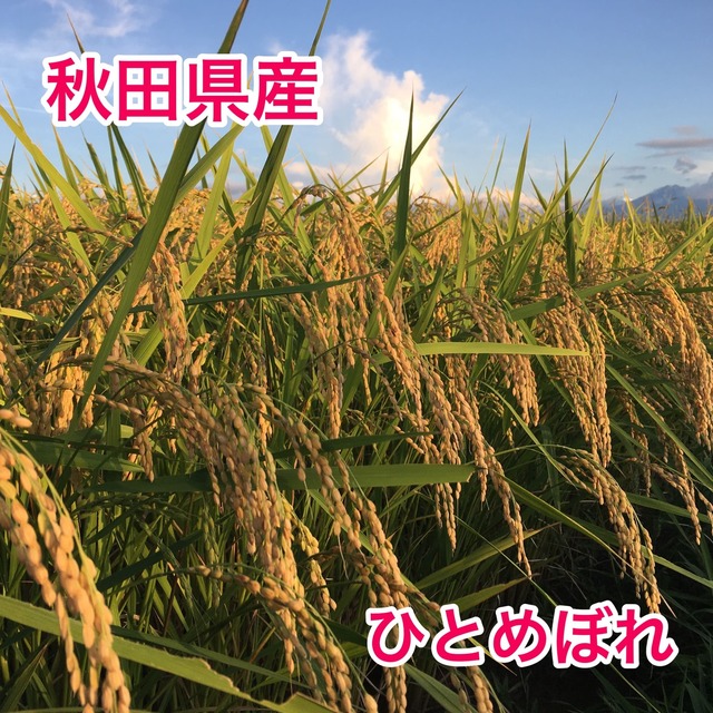 ひとめぼれ　令和２年　秋田県産　玄米 １０ｋｇ　
