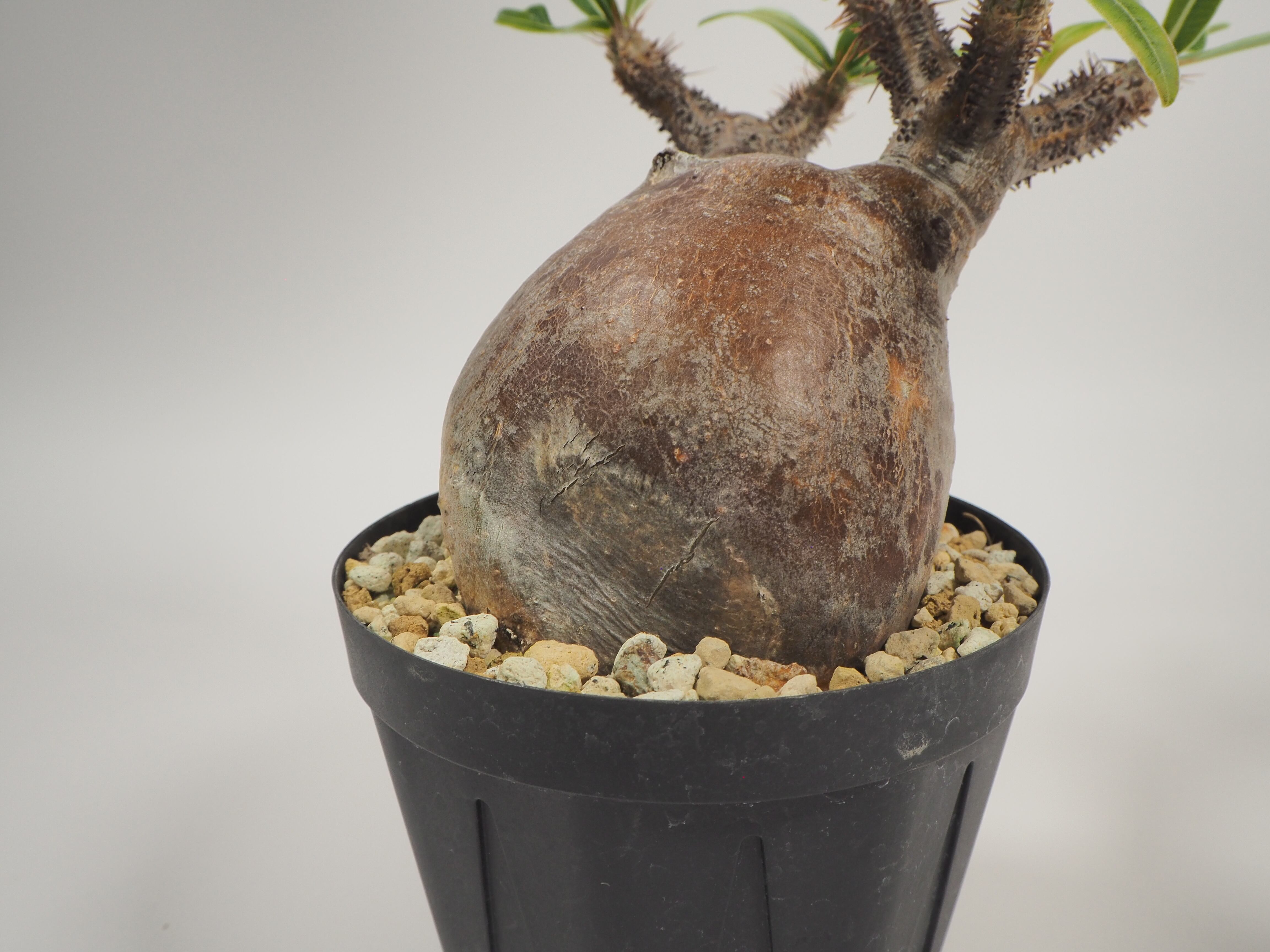 ノ3318 「現地株」パキポディウム グラキリス L 抜き苗【9/29最新到着