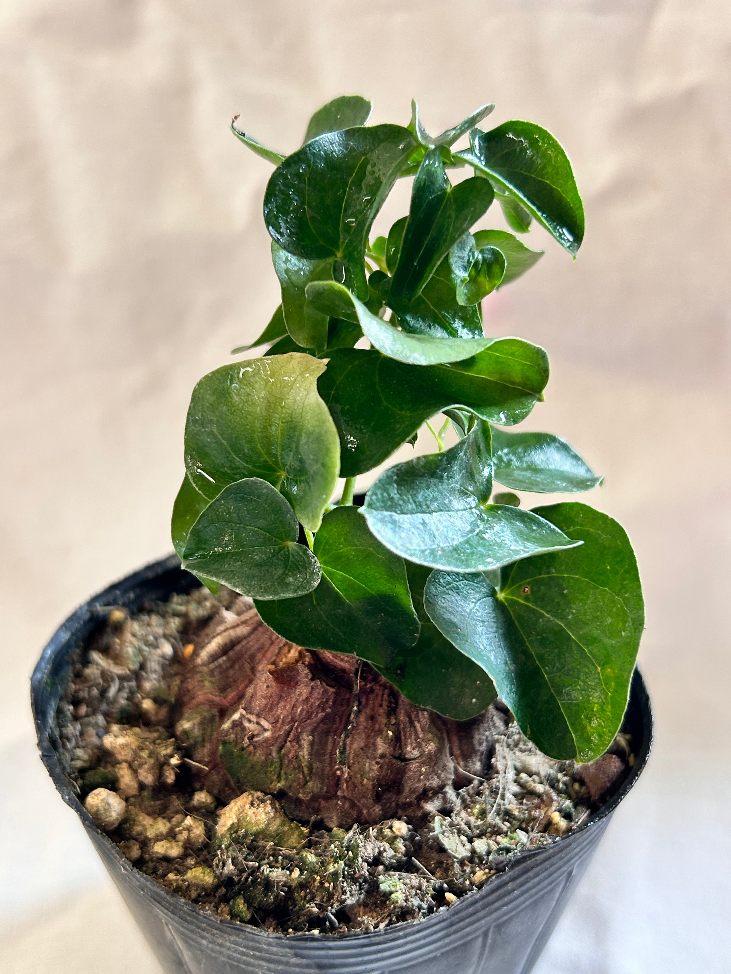 GREEN JAM foliageplant