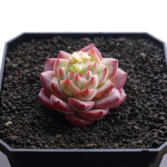 一部発根済カット苗 ストロベリーアーモンド Echeveria 'Strawberry Almond'