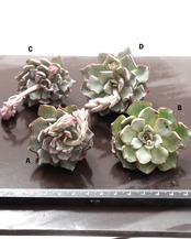 発根済カット苗 ストリクティフローラ ノバ Echeveria strictiflora Nova