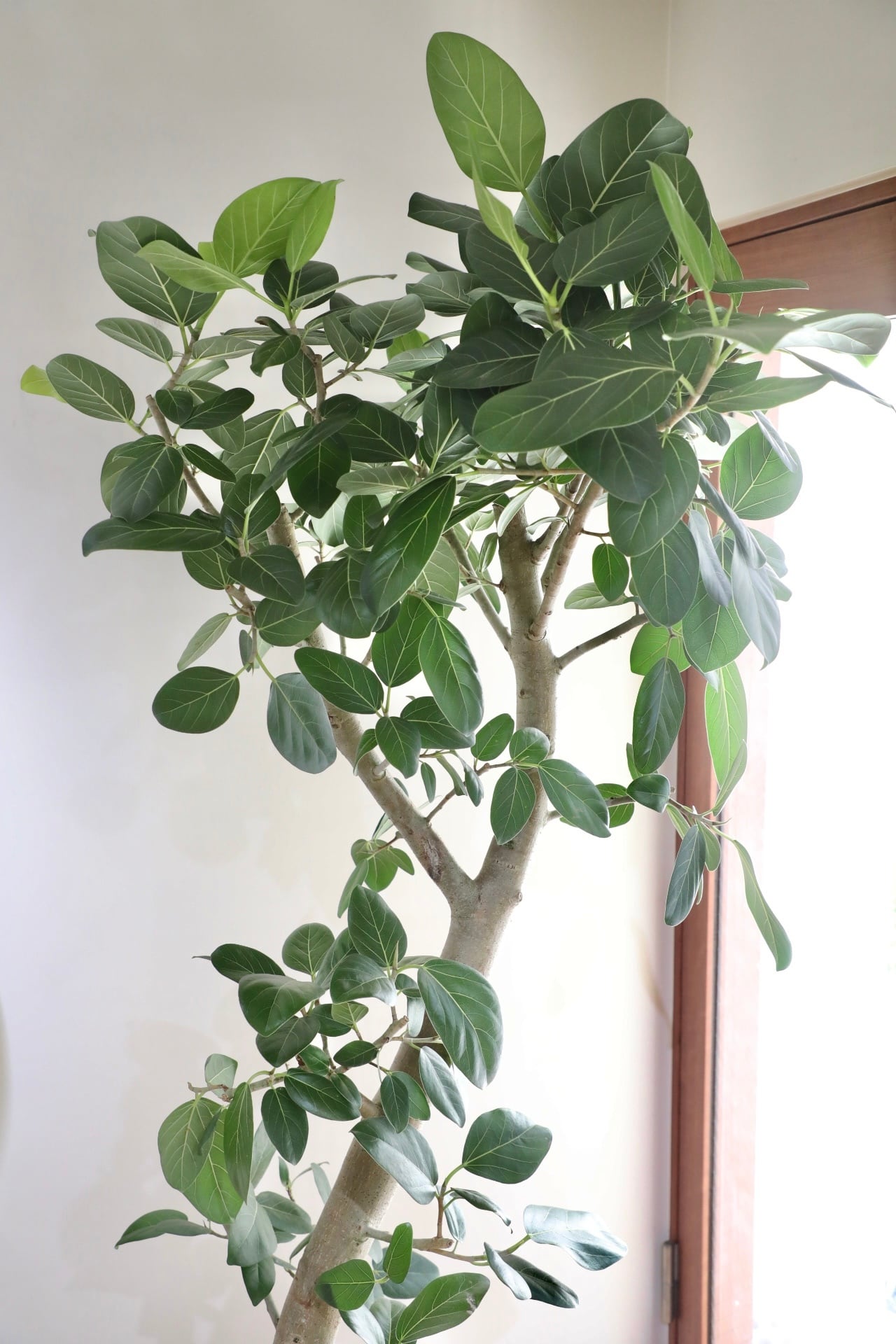 都内近郊限定配送】【195cm】フィカス ベンガレンシス/Ficus ※陶器鉢