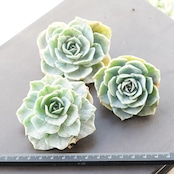 カット苗 シルバークイーン錦 Echeveria 'Silver Queen Variegated'