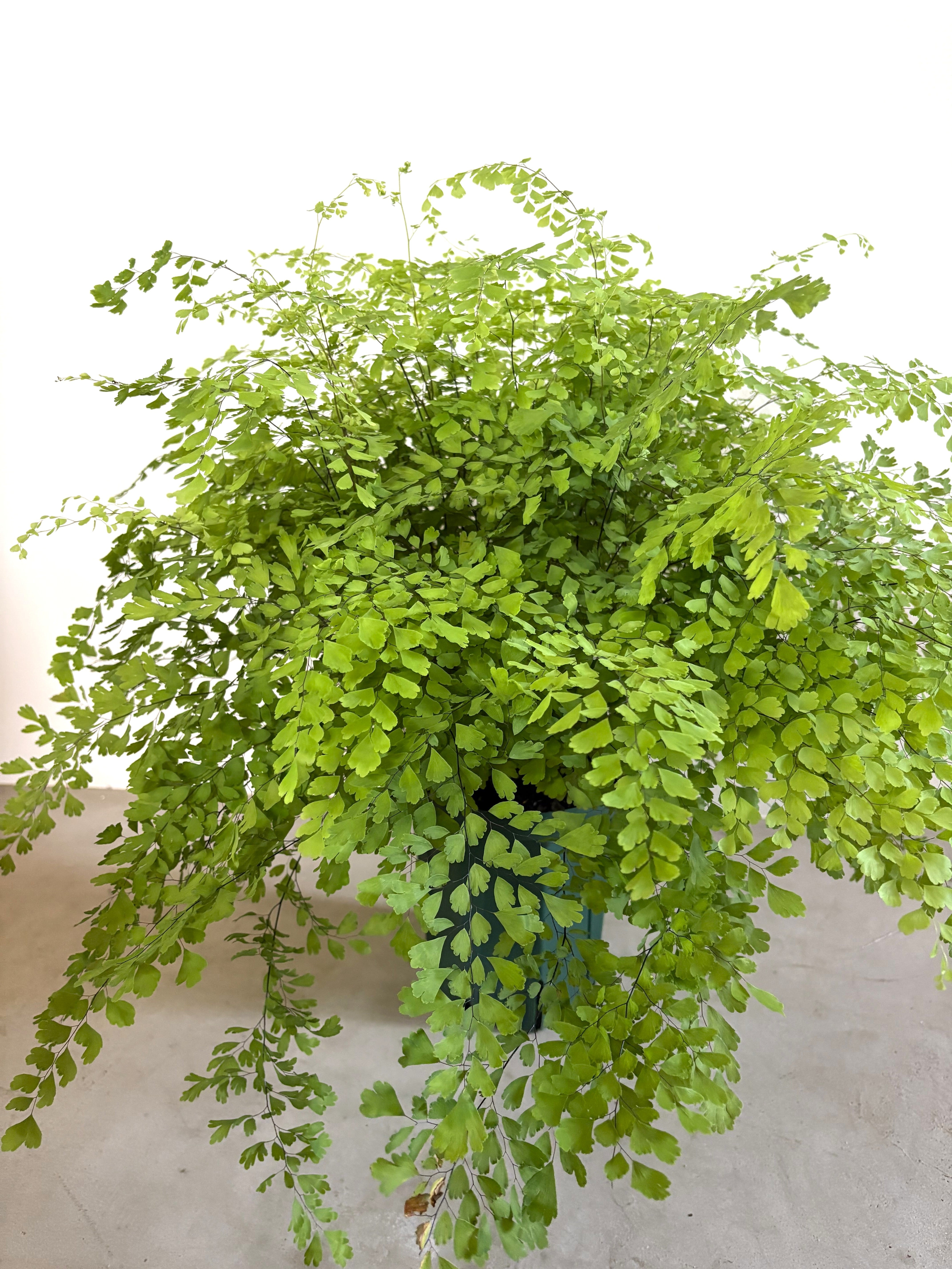 アジアンタム・フラグランス ※Φ18㎝(6号鉢サイズ)