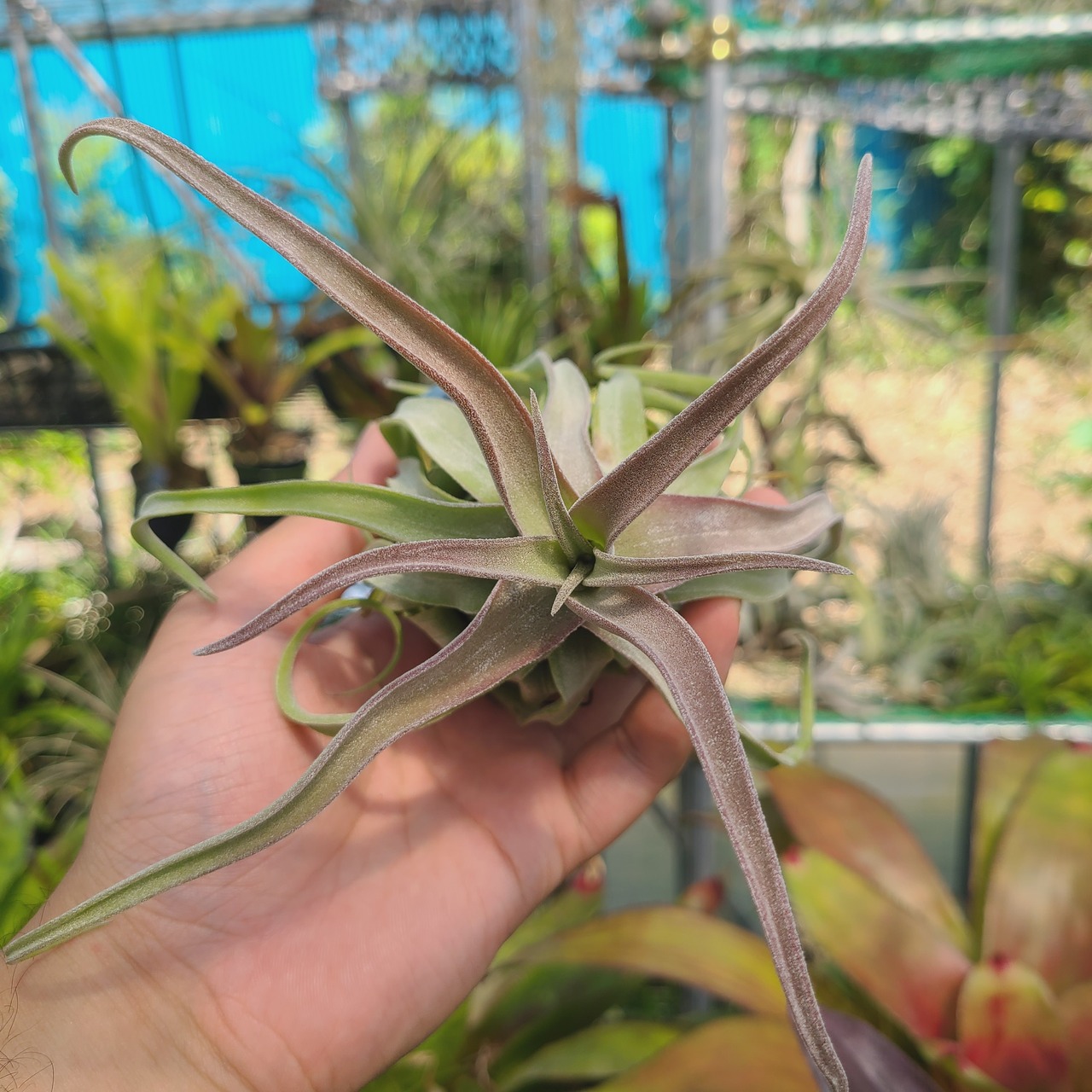 Tillandsia streptophylla 'Red Clone' - 1