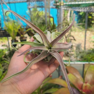 Tillandsia streptophylla 'Red Clone'