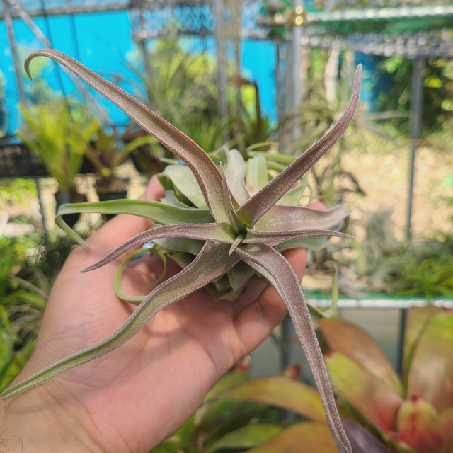 Tillandsia streptophylla 'Red Clone'