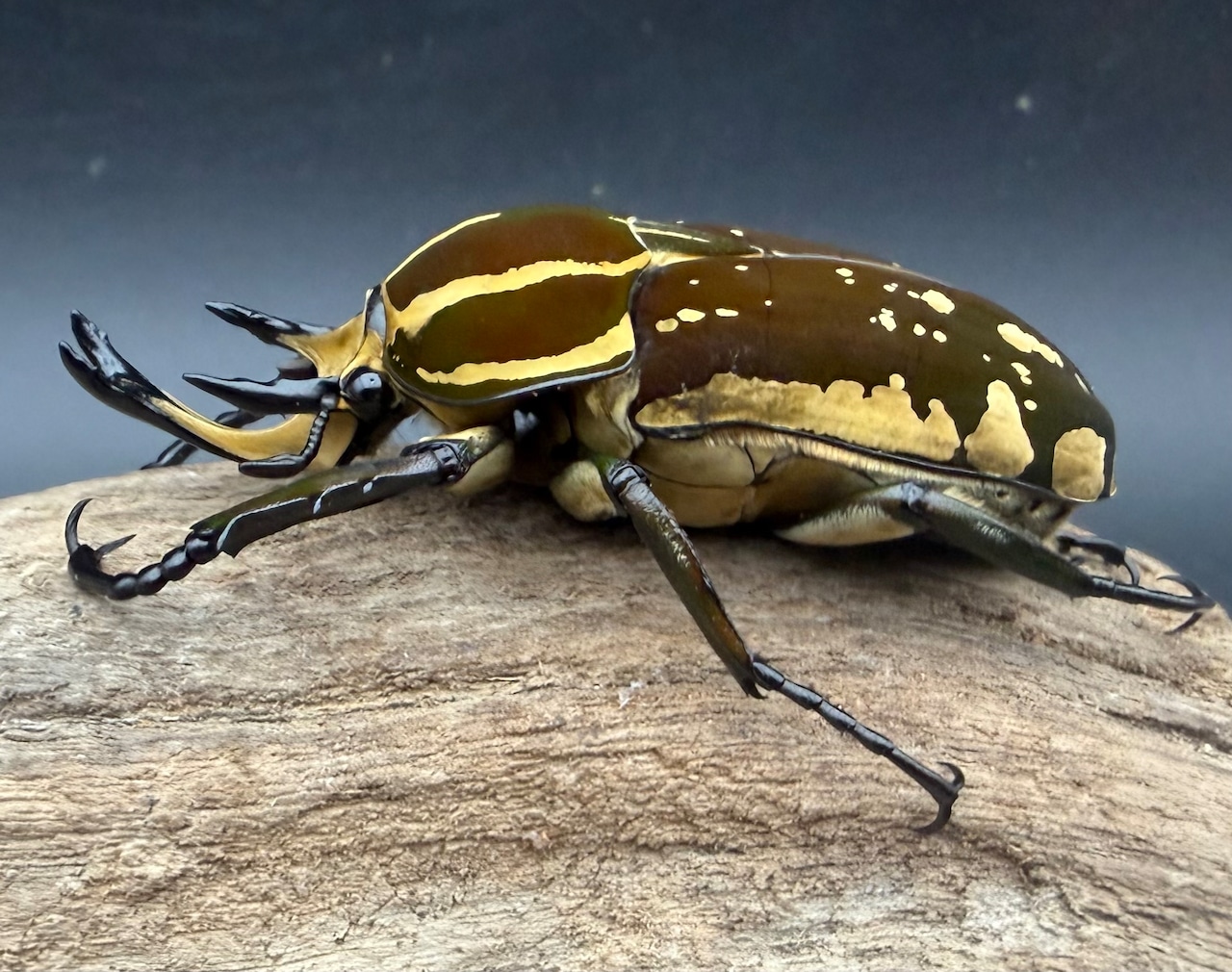 《ポリフェムスオオツノカナブン 65.5mm ペア》