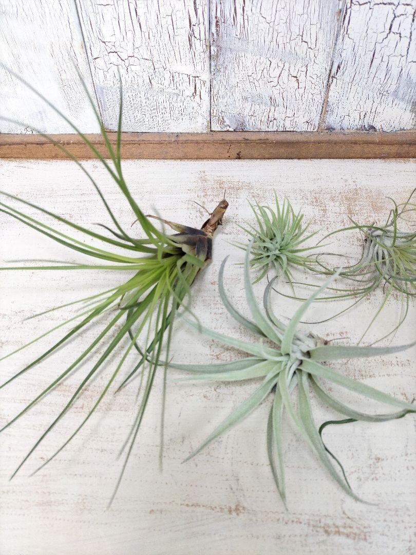 エアプランツ アイアンスタンド 観葉植物 | 陽華園