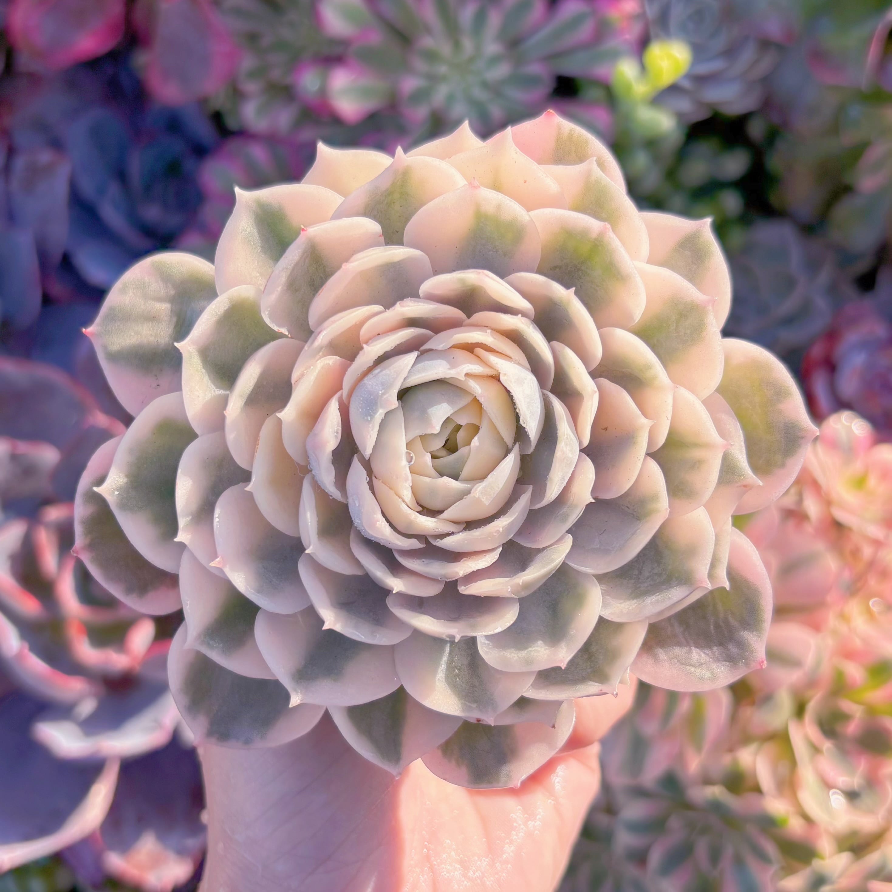 現品　オンスロー錦#676　るる農園