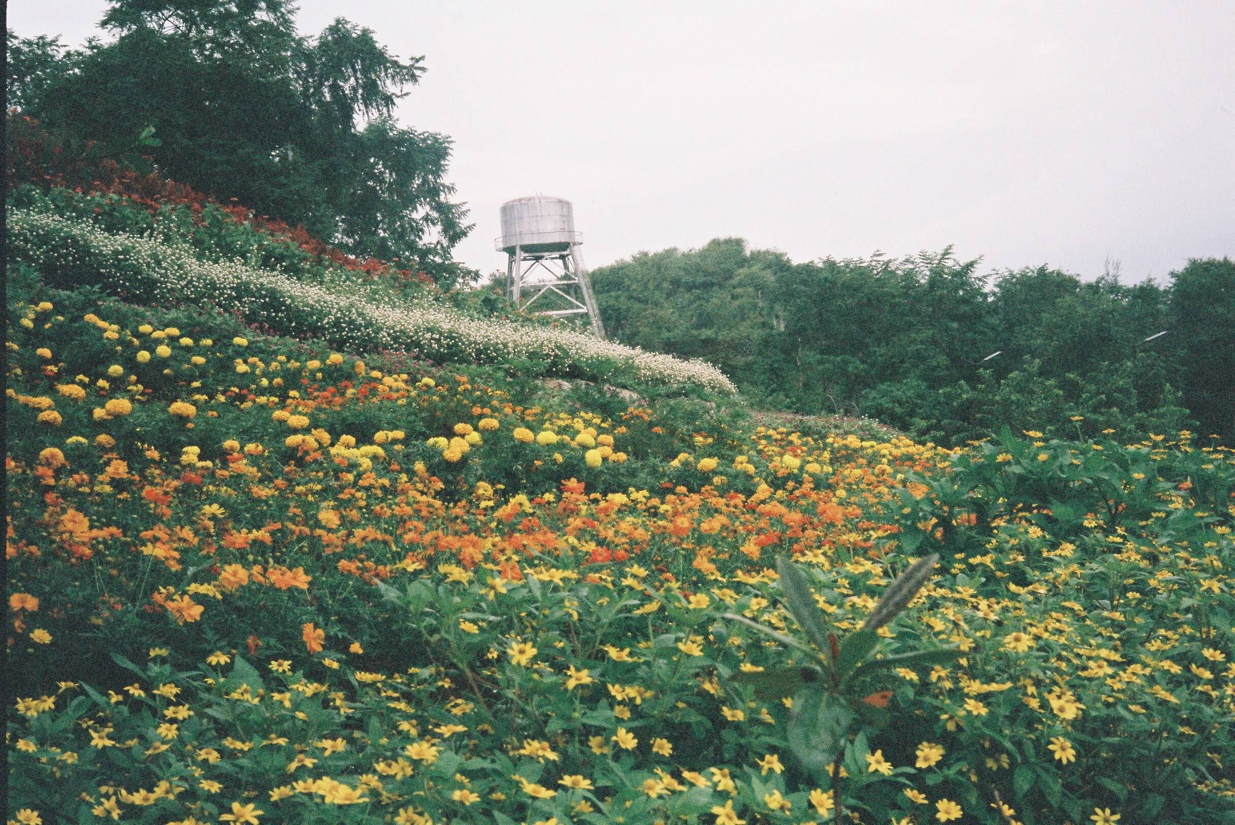 [極 美品、ブルー] オリンパス 35 DC 40mm f1.7 露出計良好 Denim Blue デニムブルー Olympus 35DC | Macha Cameras
