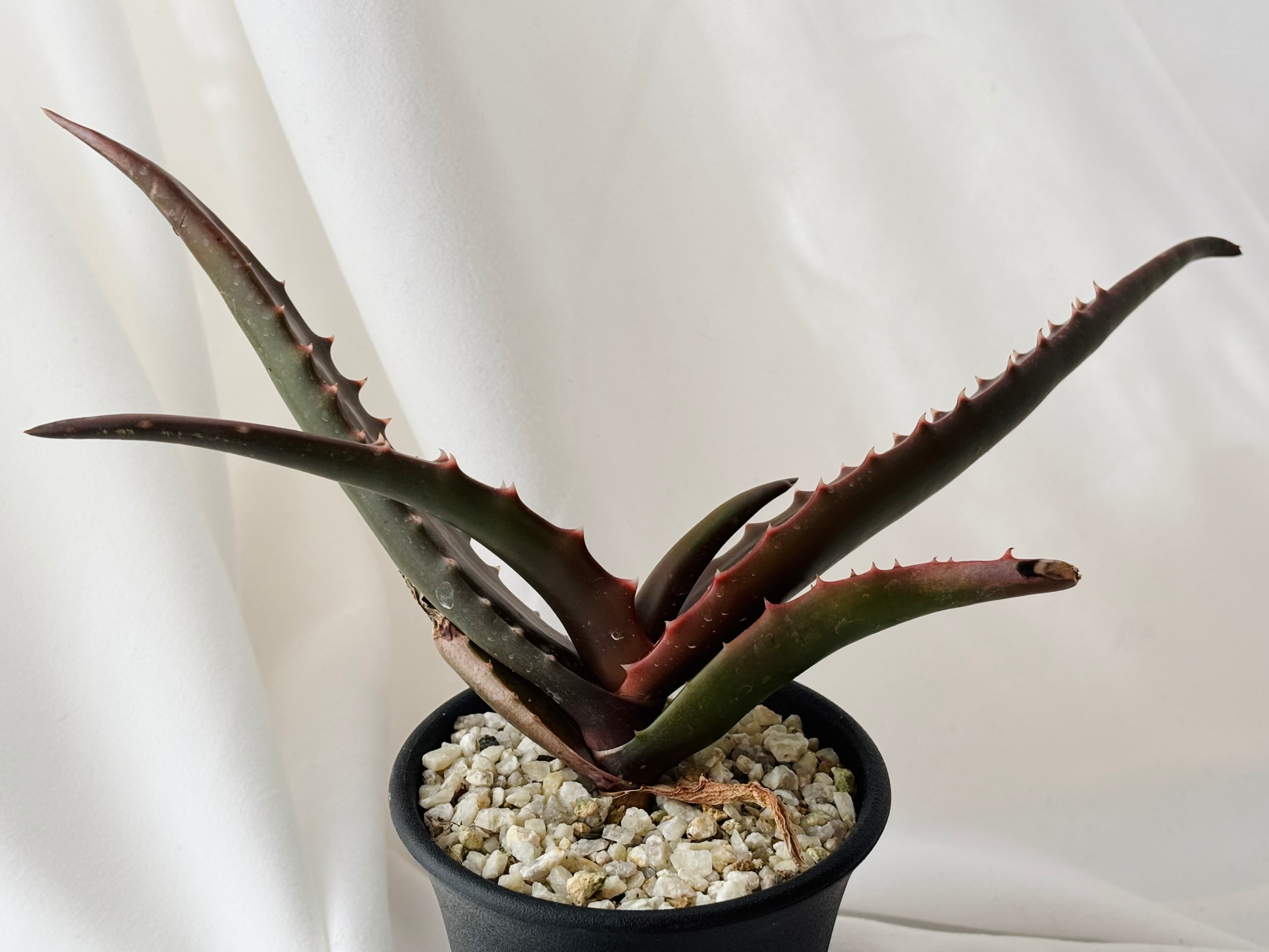 Aloe アロエ | plants MARU ーサボテン・多肉植物のお店ー
