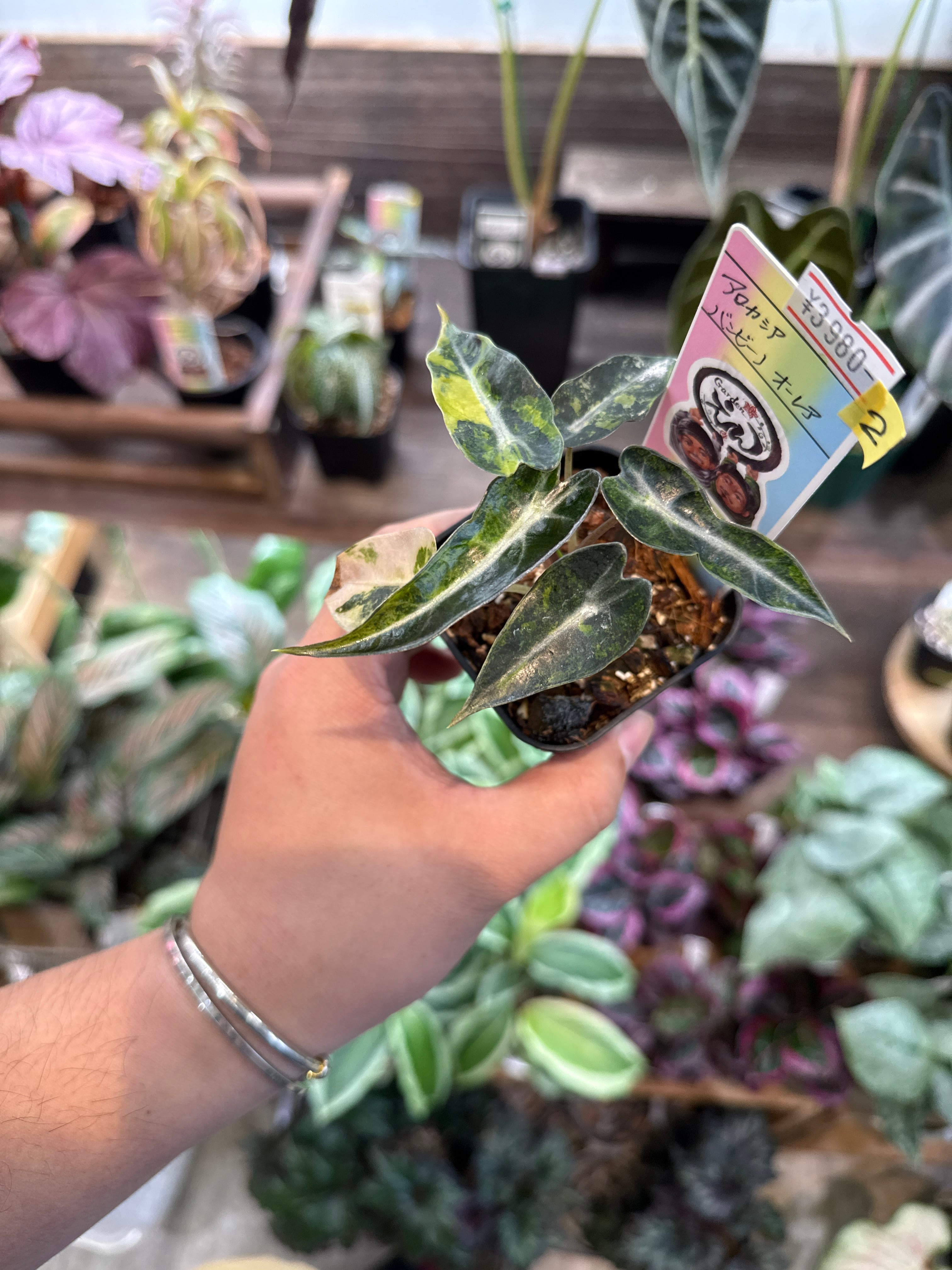 ② アロカシア バンビーノ オーレア | Gardenえん 【観葉熱帯植物】