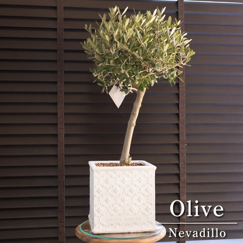 創樹 オリーブの木 ローラアシュレイ SOUJU Nevadillo blanco ネバディロブランコ オリーブ シンボルツリー WH