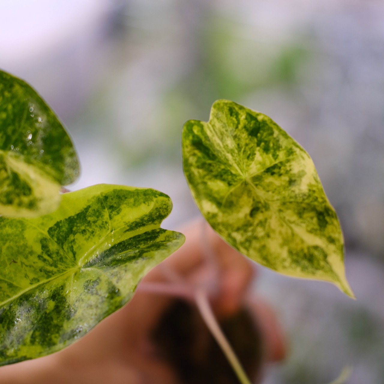 Alocasia Pink Dragon / アロカシア ピンクドラゴン③│観葉植物