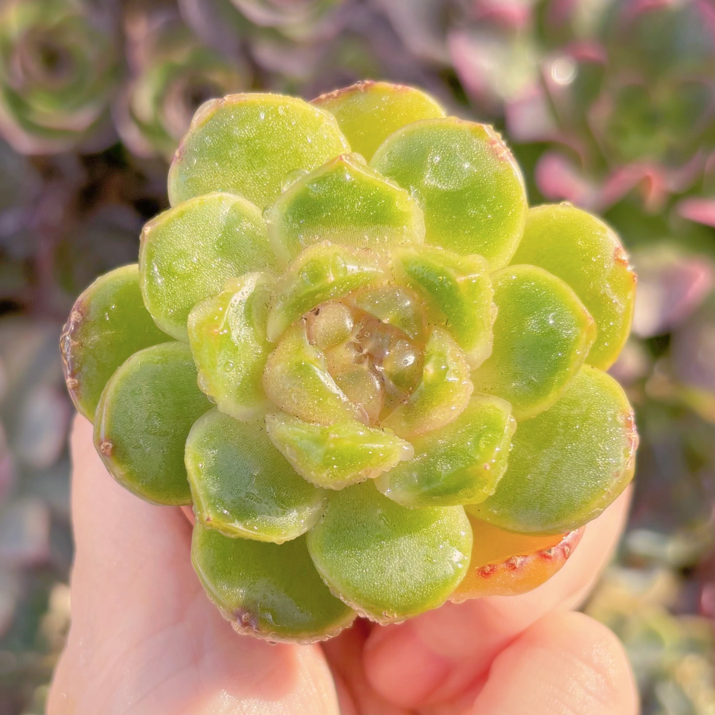 多肉植物　新品種　清璃　新入荷　るる農園