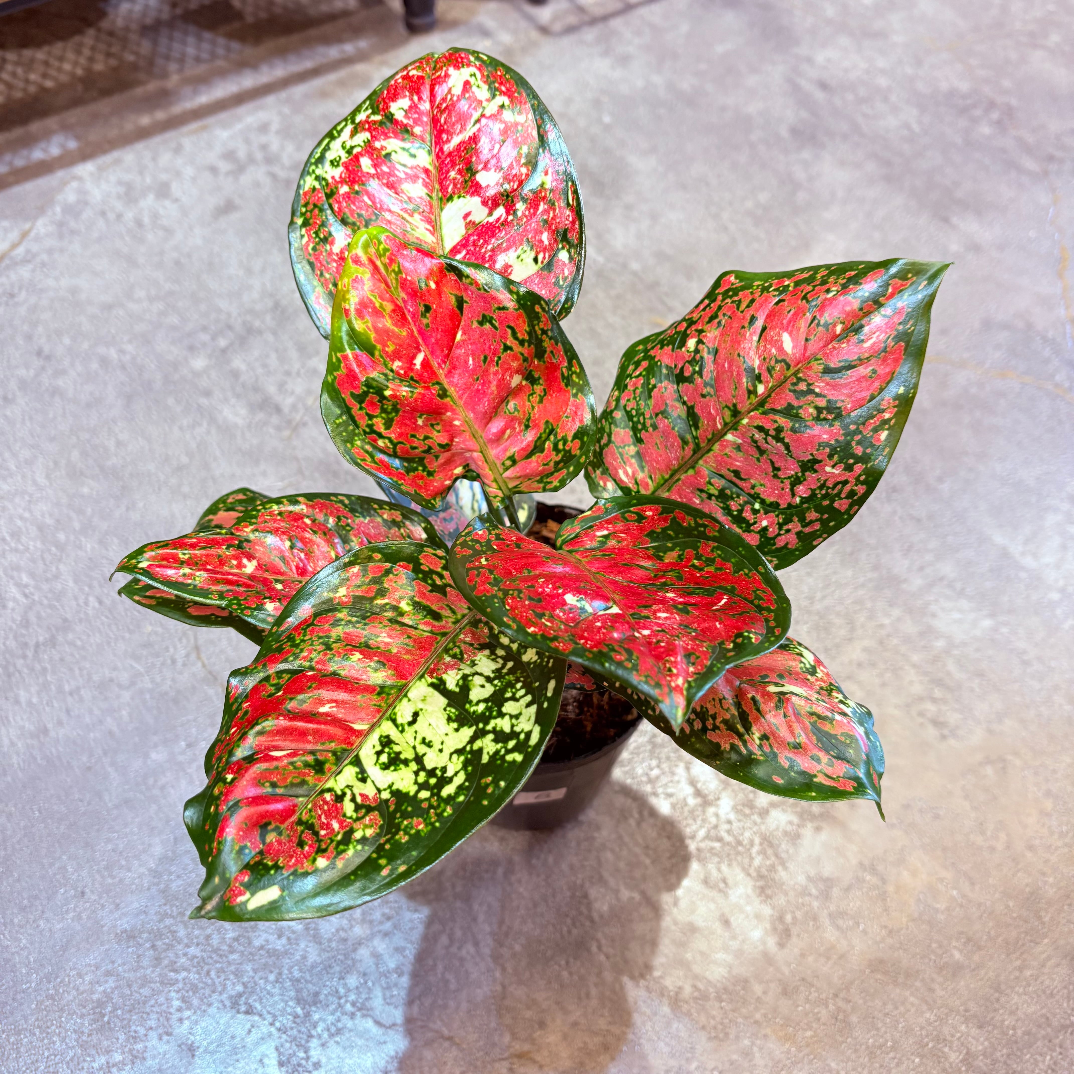 ご注文分　アグラオネマ アグラオネマ アンヤマニートリカラー 3.5号 B | Green Vibes 宇都宮市