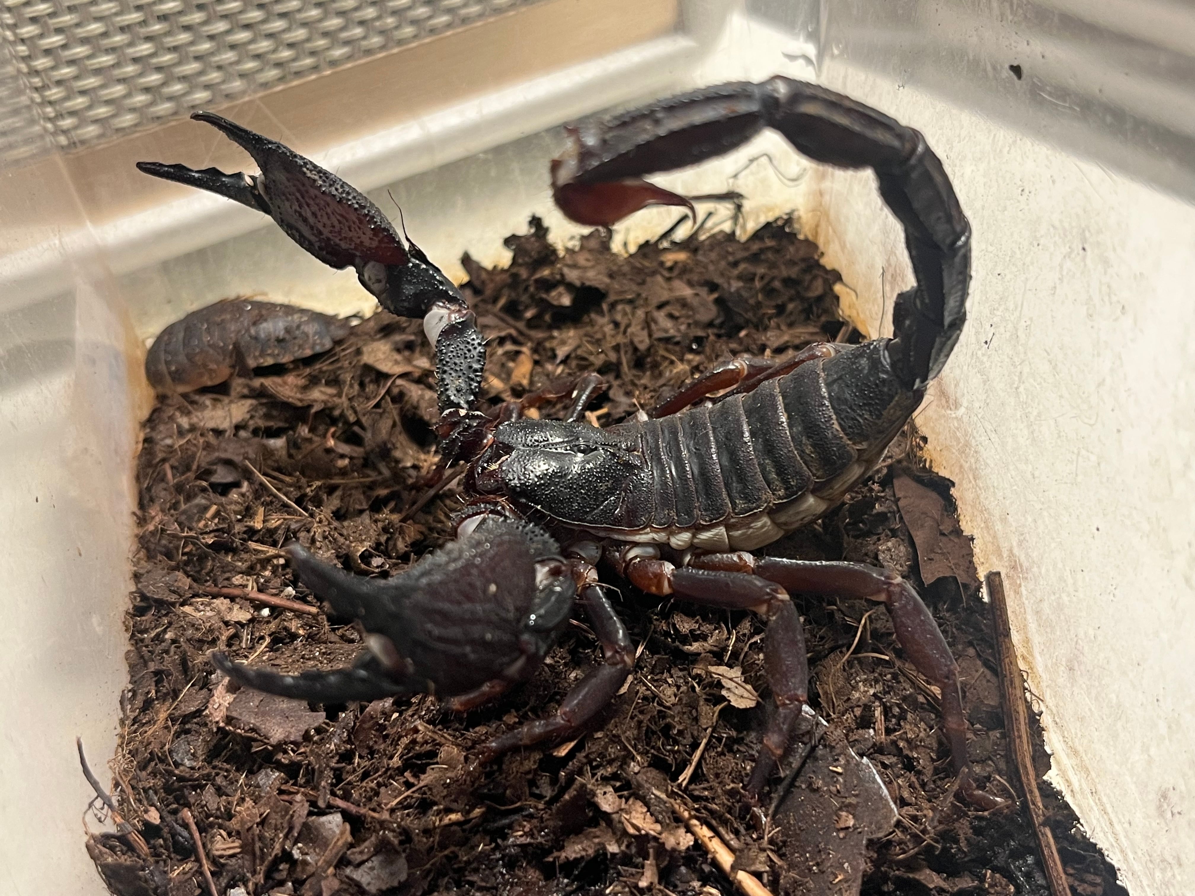 希少種ペア】Gigantometrus titanicus 蠍スコーピオン スワンメルダム