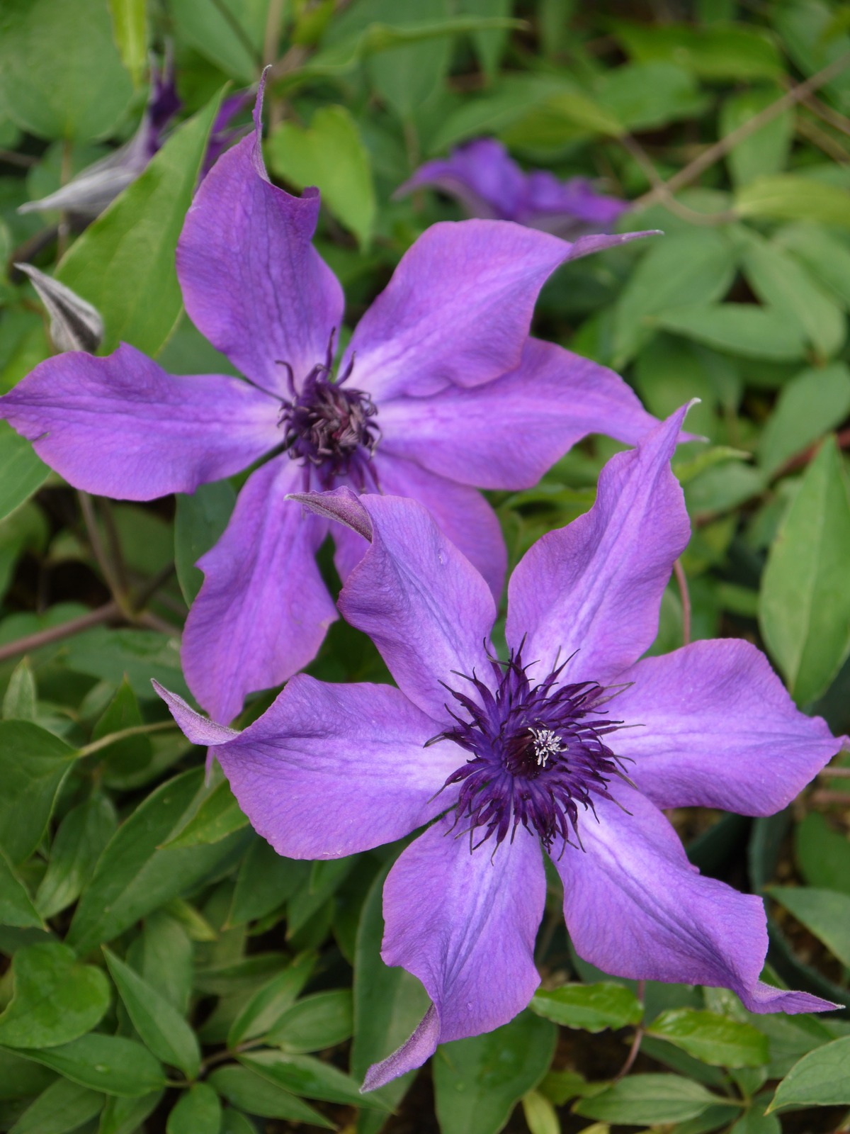 ガイディング・プロミス(レイモンドエビソンコレクション) クレマコーポレーション