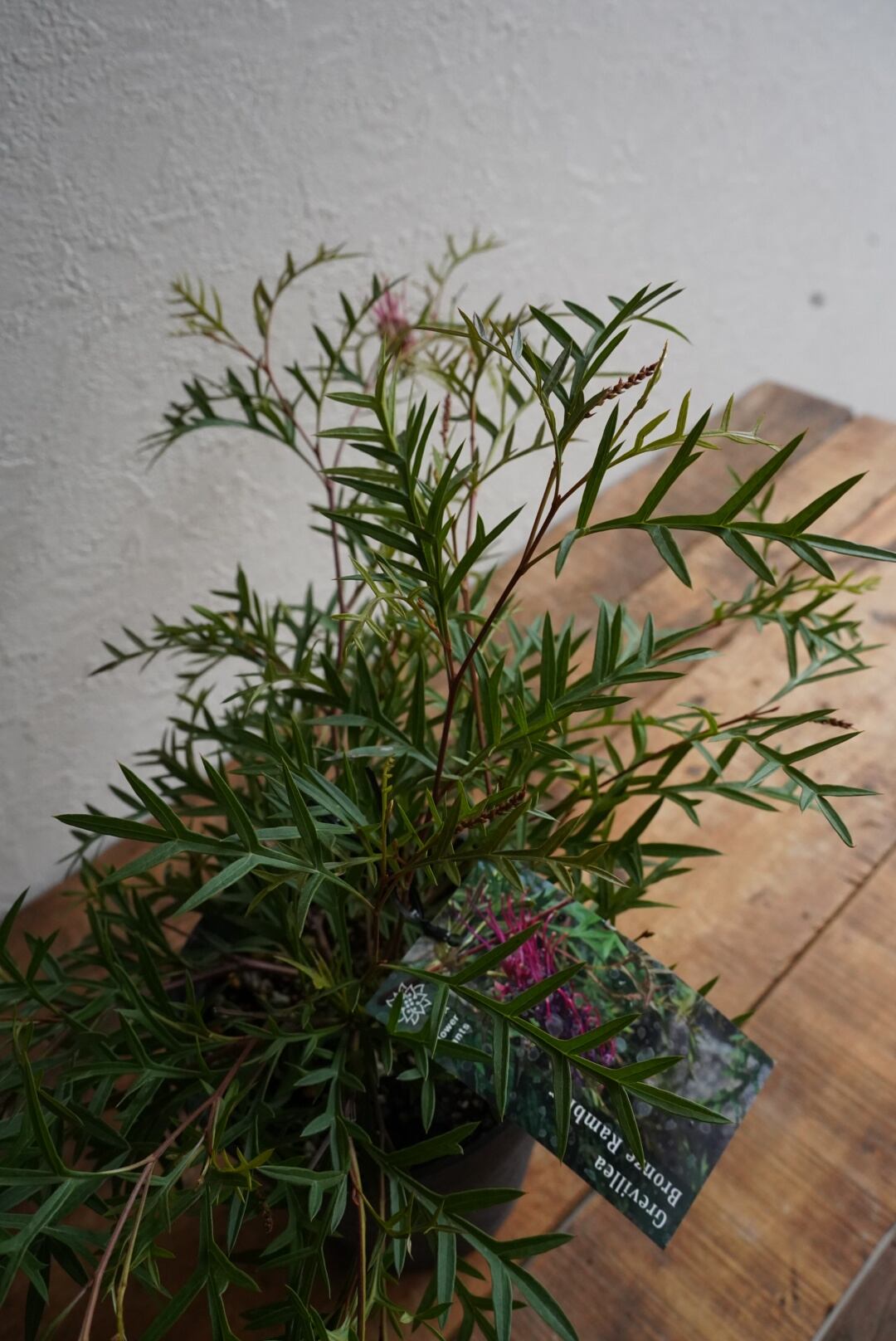 グレビレア ブロンズランバー④ | 沼ノ上農園