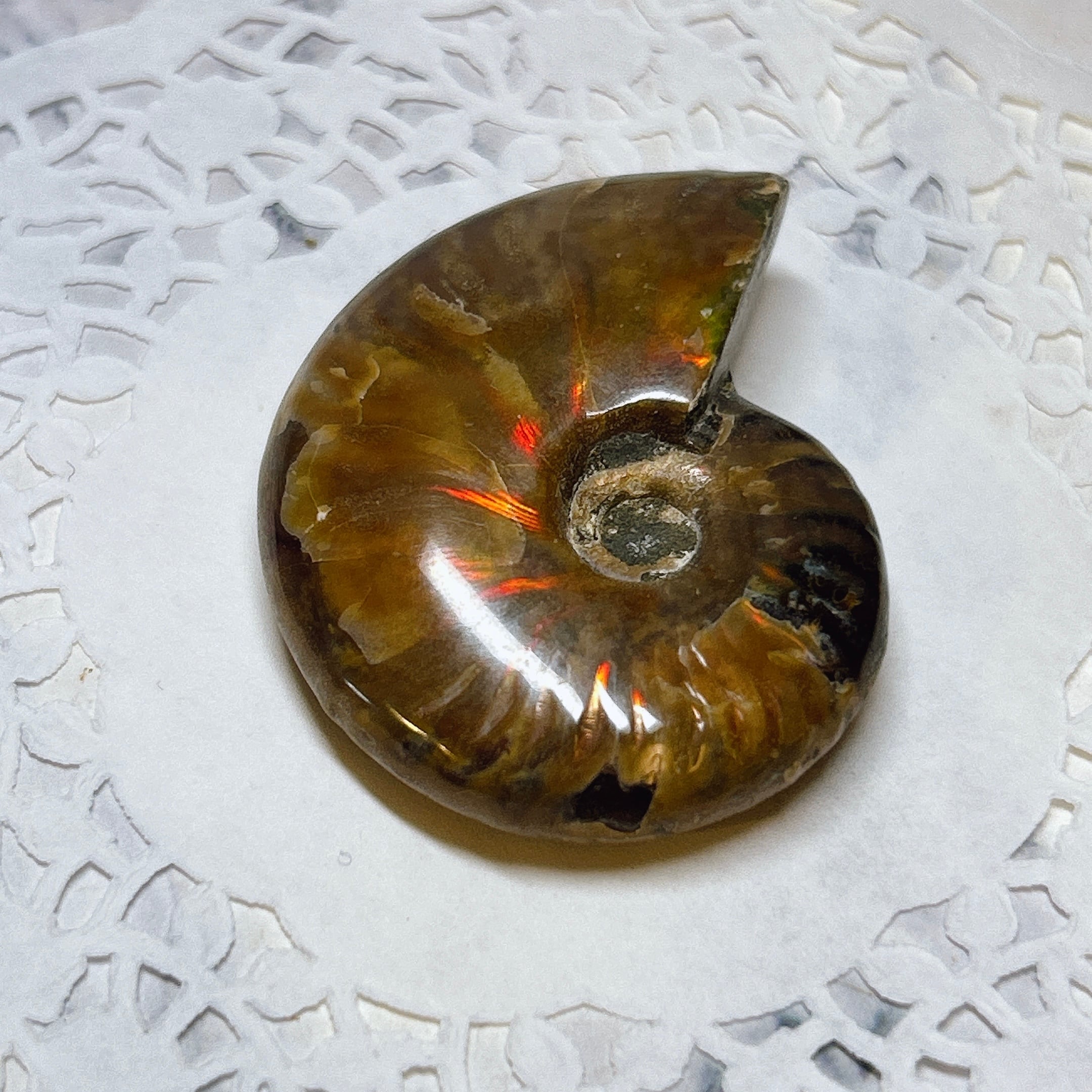 化石]アンモナイト（菊石） | クリスタル・ワールド御徒町店