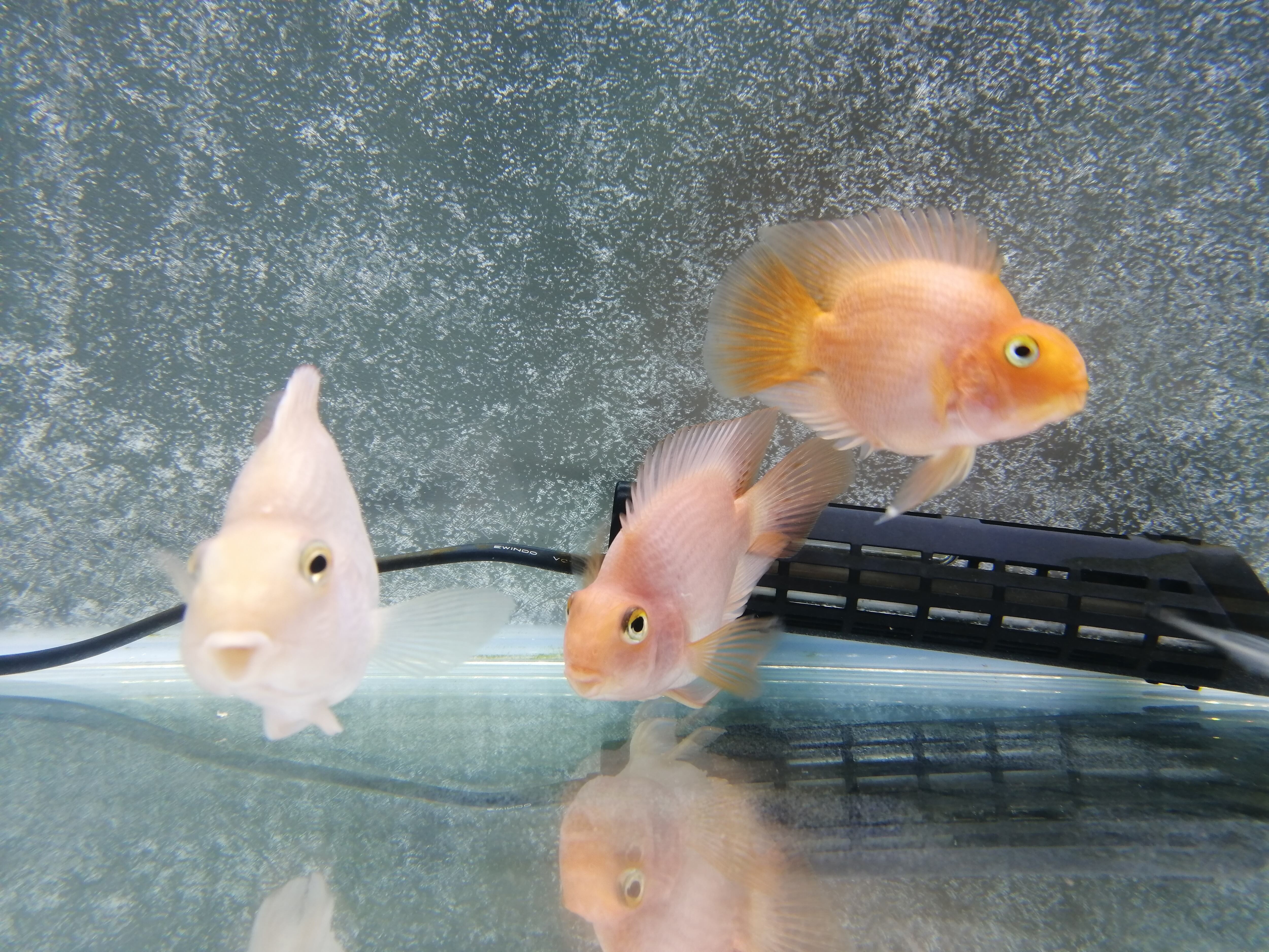 パロットファイヤー アロワナ等の大型魚 熱帯魚のオンライン販売店 Aroholic アロホリック