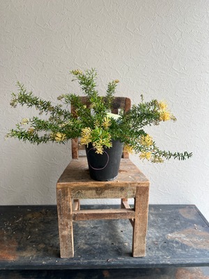 グレビレア カーペットクイーン③