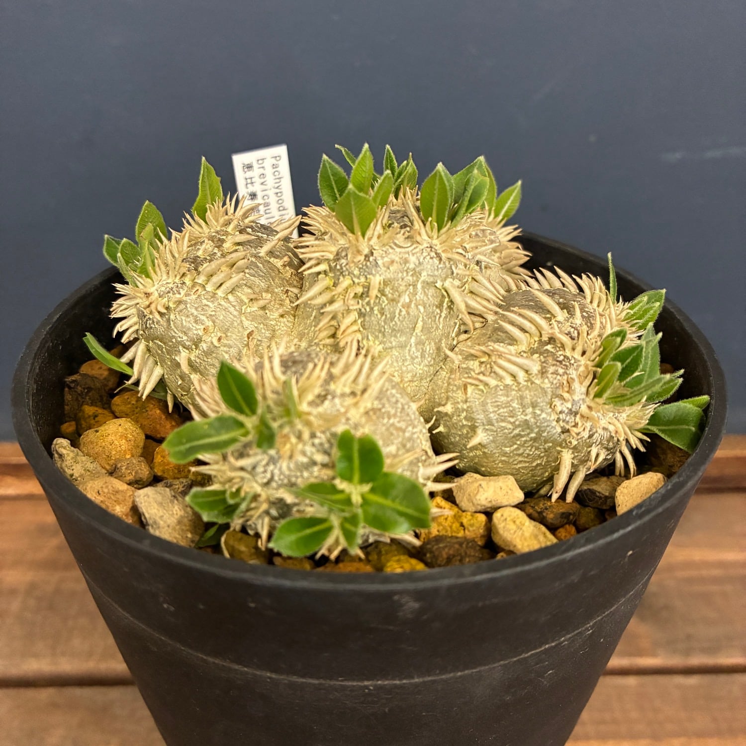 塊根植物 | PROTOLEAF プロトリーフ