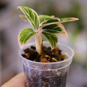アグラオネマ ロータス ディライト / Aglaonema Lotus Delight⑥ / 観葉植物<育て方・花言葉>