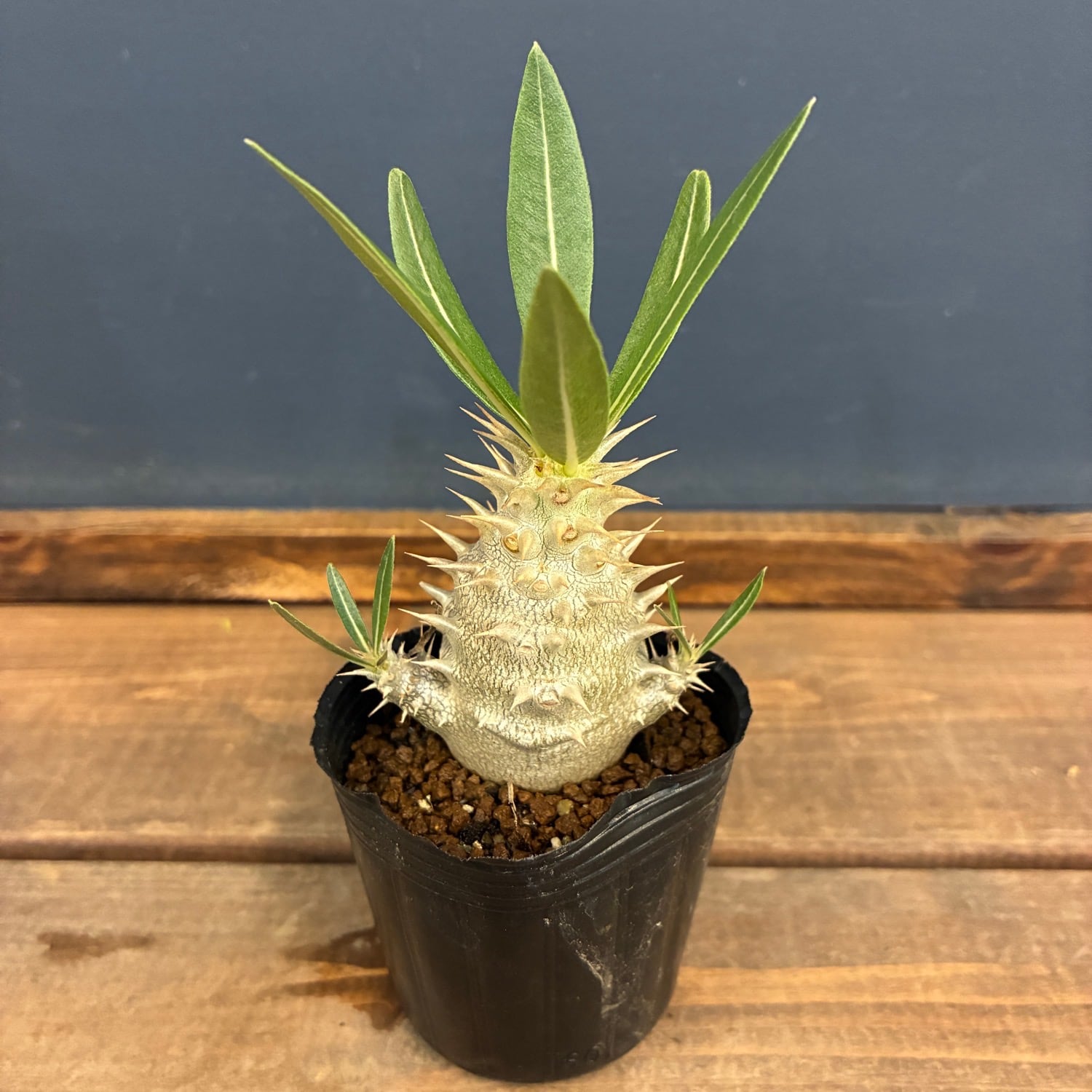 新着3日限定10%OFF】パキポディウム ホロンベンセ【1097】 | PROTOLEAF