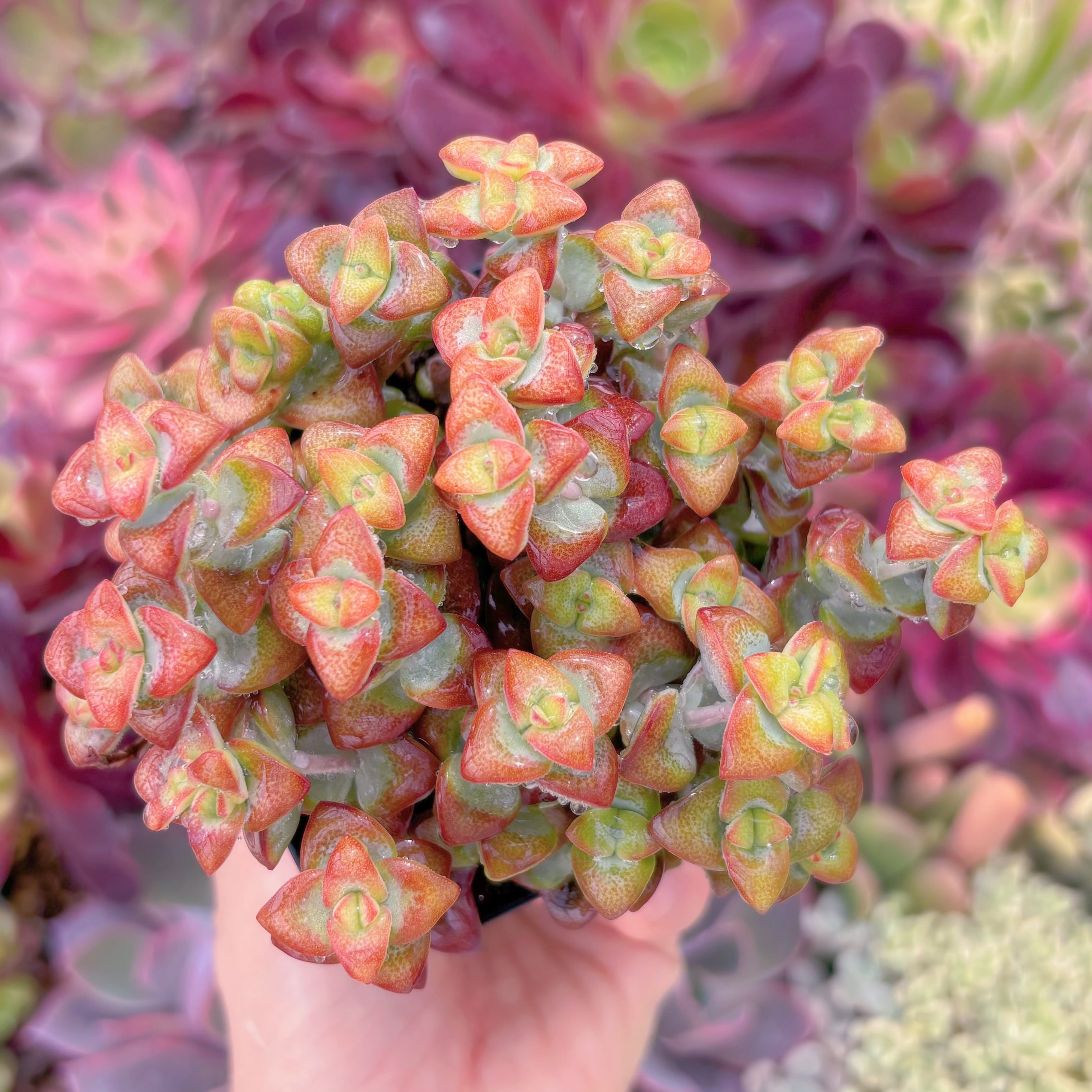 現品　ラブハート#F080　るる農園