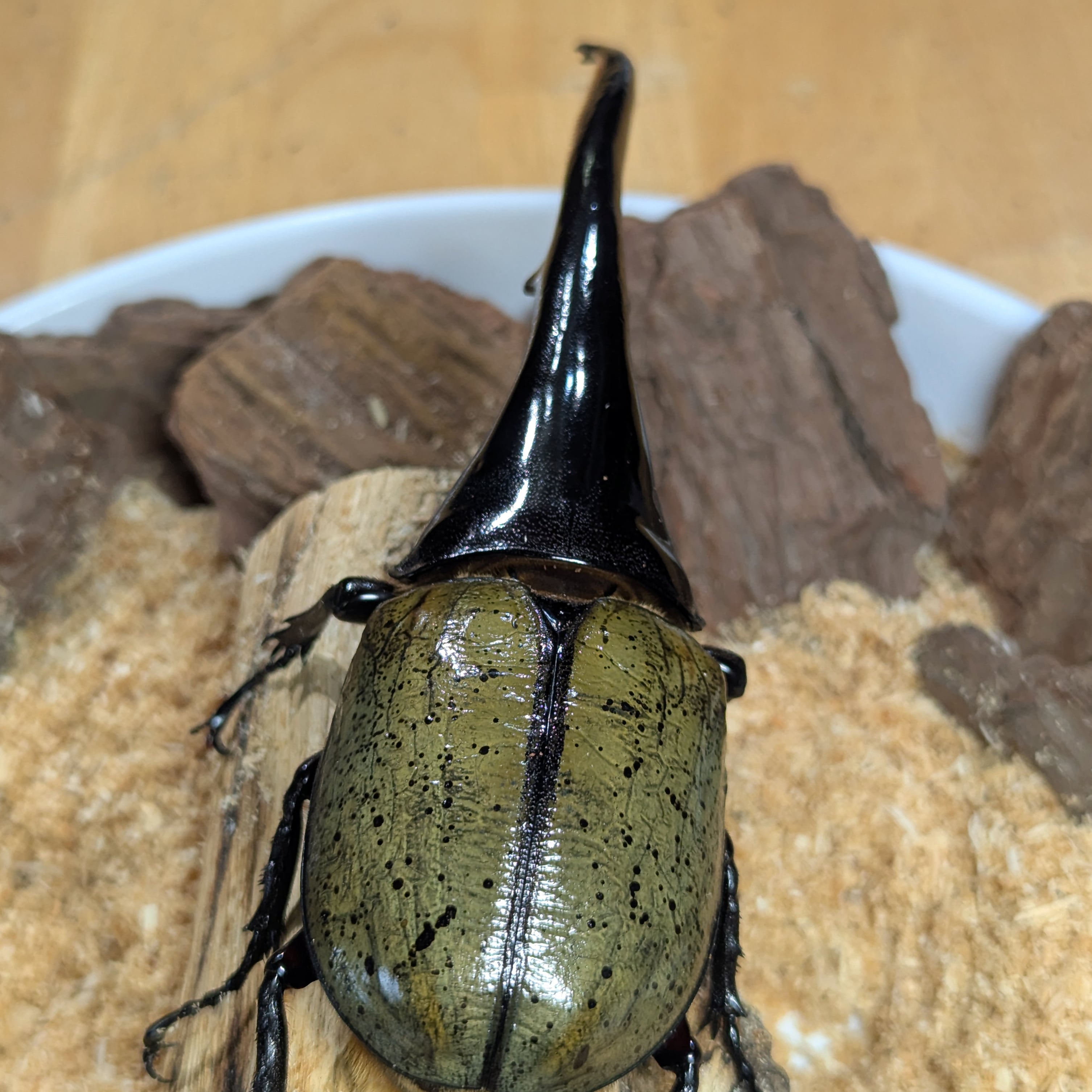 ♂-156mm 若干角曲がり】ヘラクレスオオカブトペア飼育セット