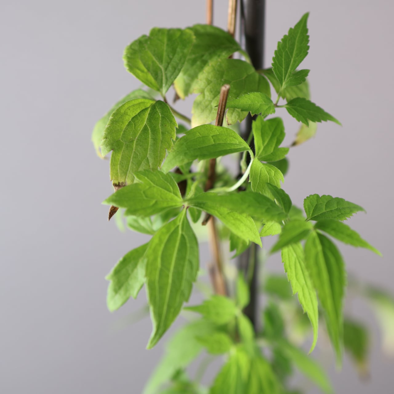 412 山の風にゆれる、静けさの花『クレマチス タカネハンショウヅル