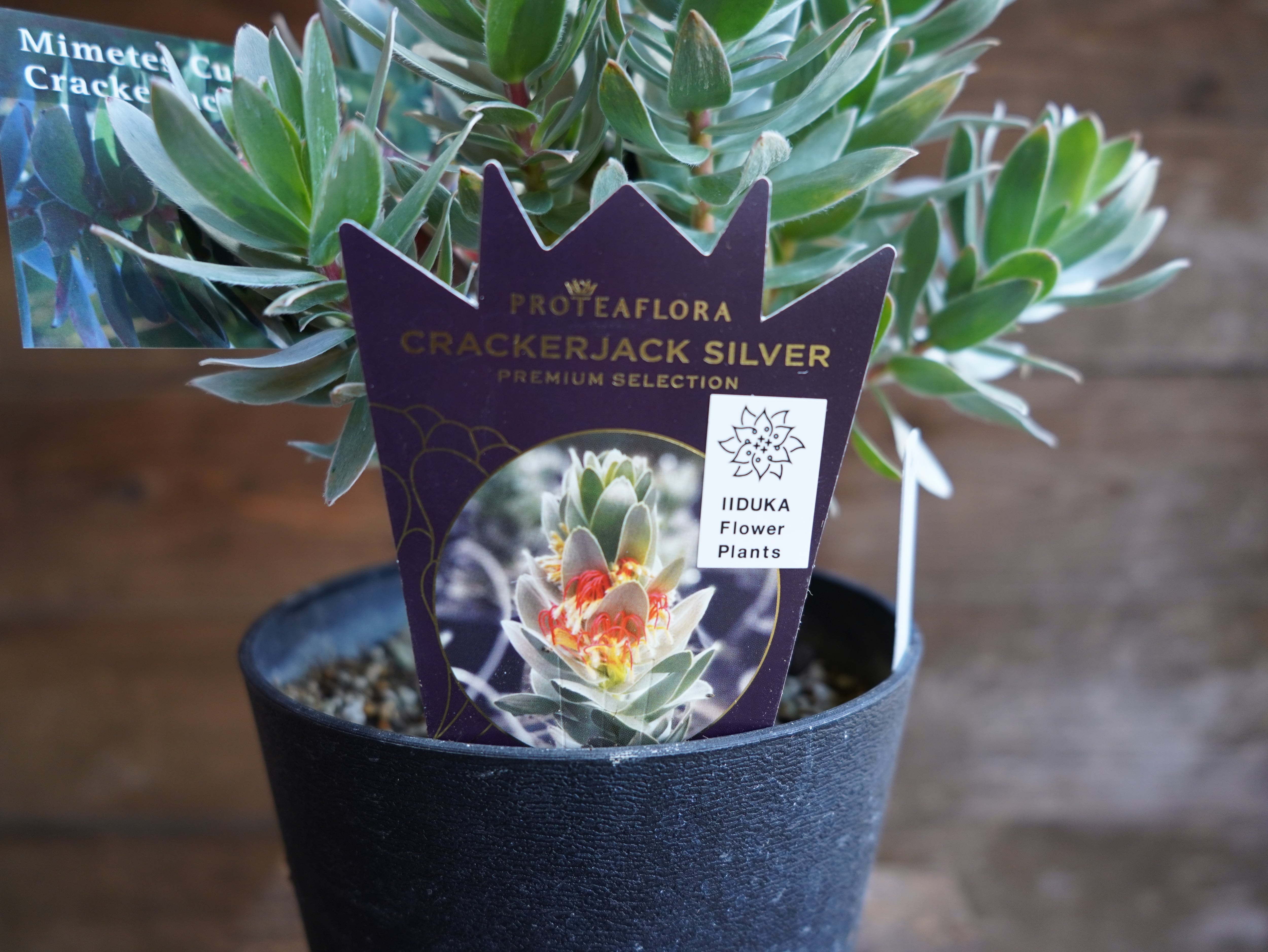 【現物】ミメテス　”クラッカージャックシルバー”　A