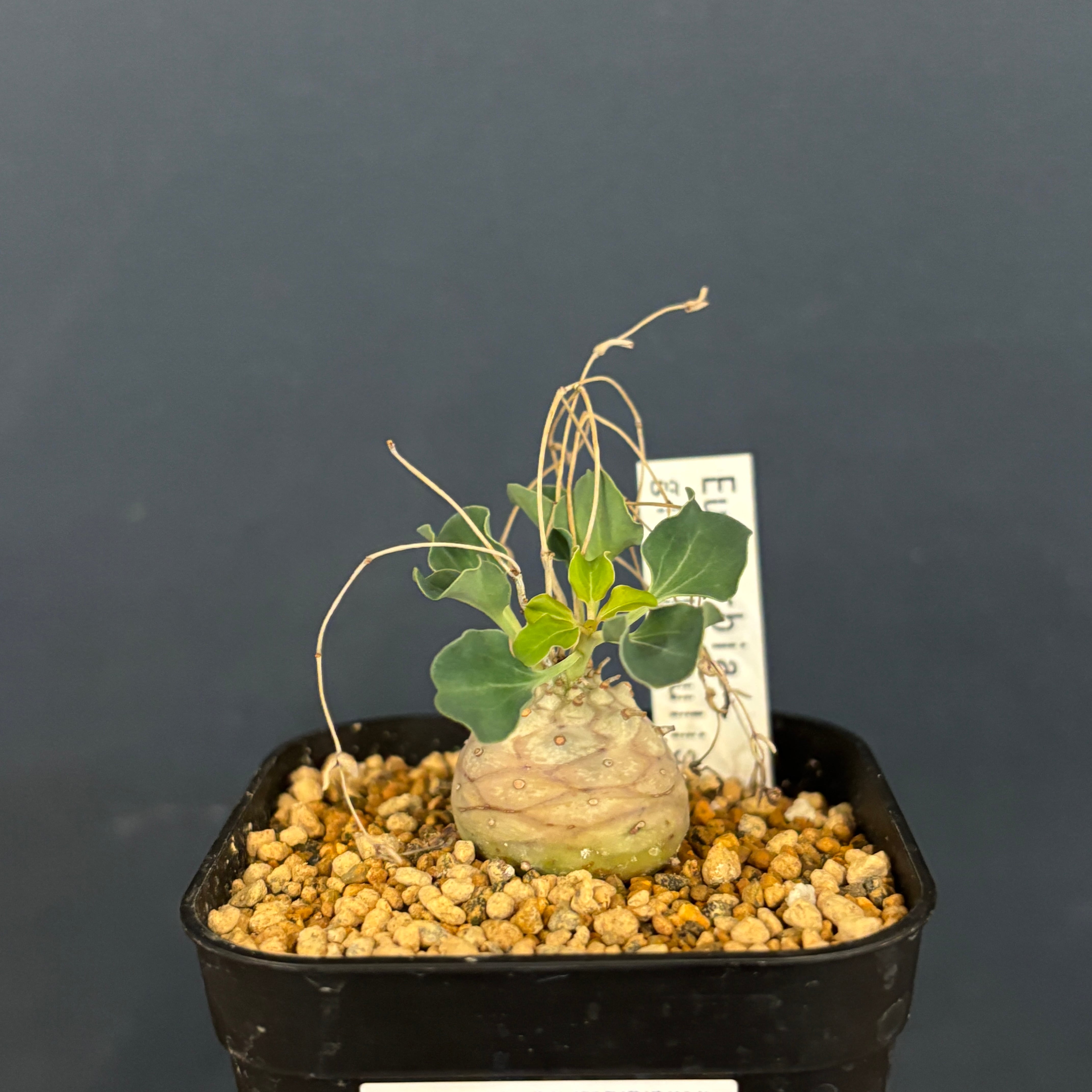 希少種】ユーフォルビア グロブリカウリス/Euphorbia globulicaulis