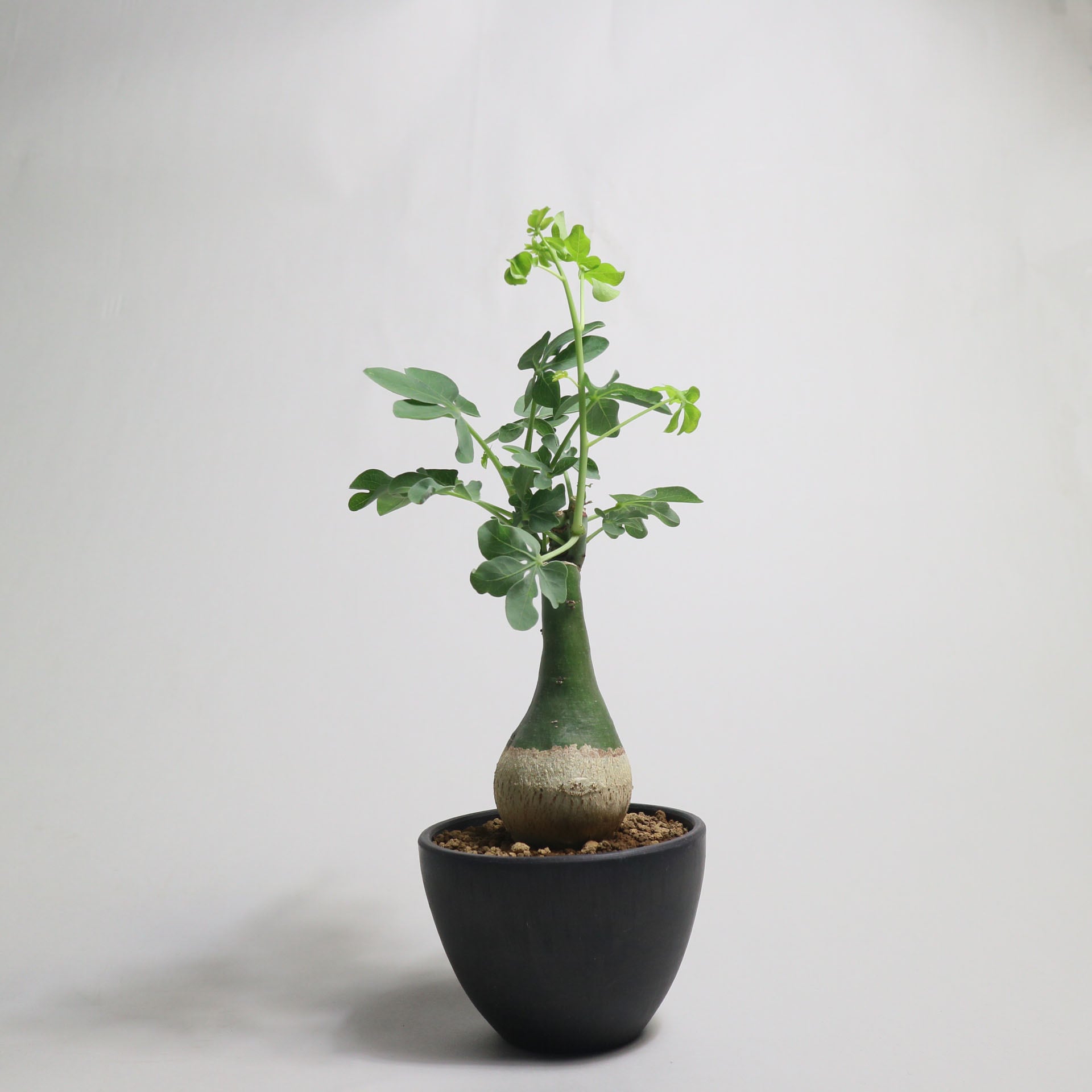 アデニア クラウカ 3号 アデニア グラウカ／Adenia glauca no.103059