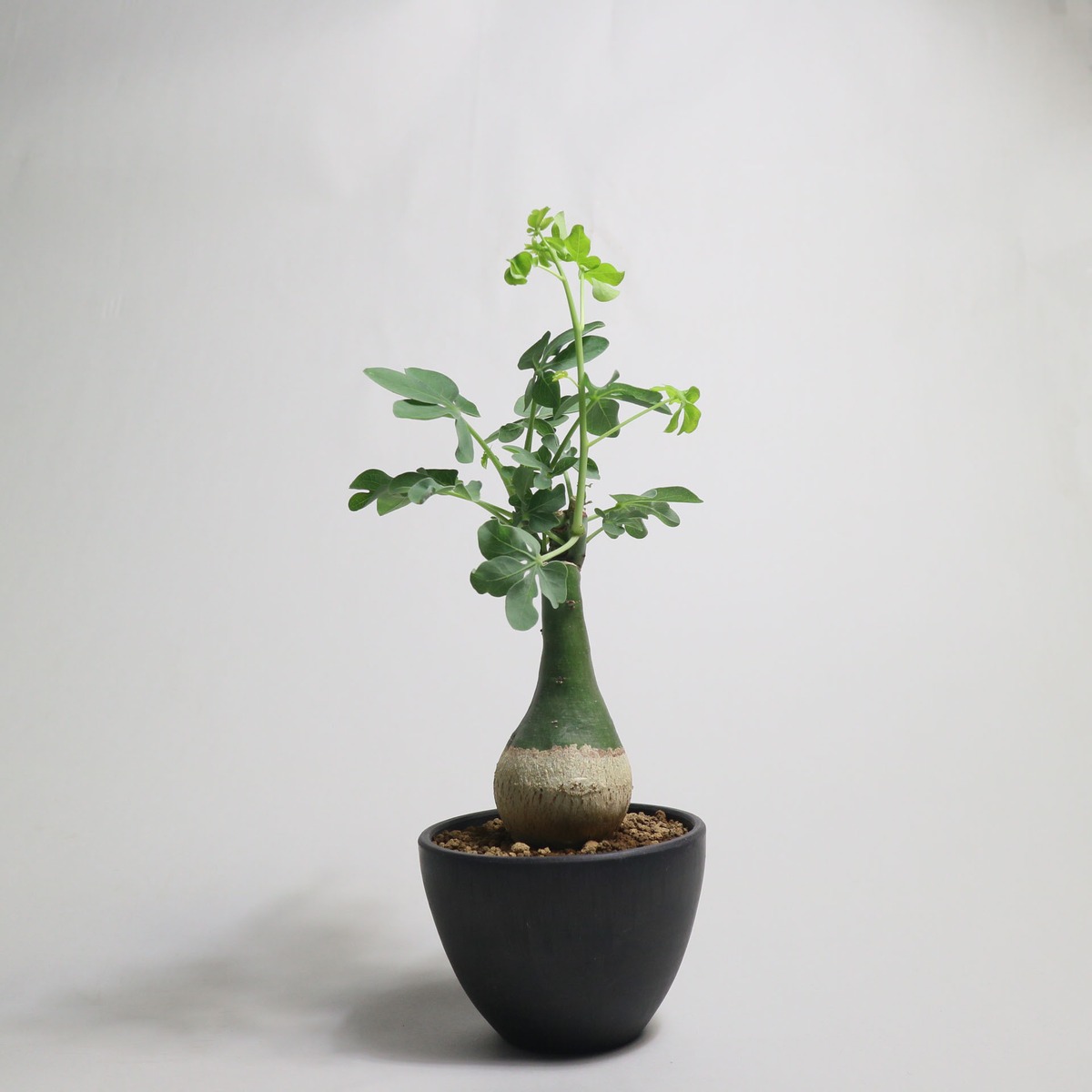 アデニア グラウカ Adenia glauca no.03 | 1989_plants