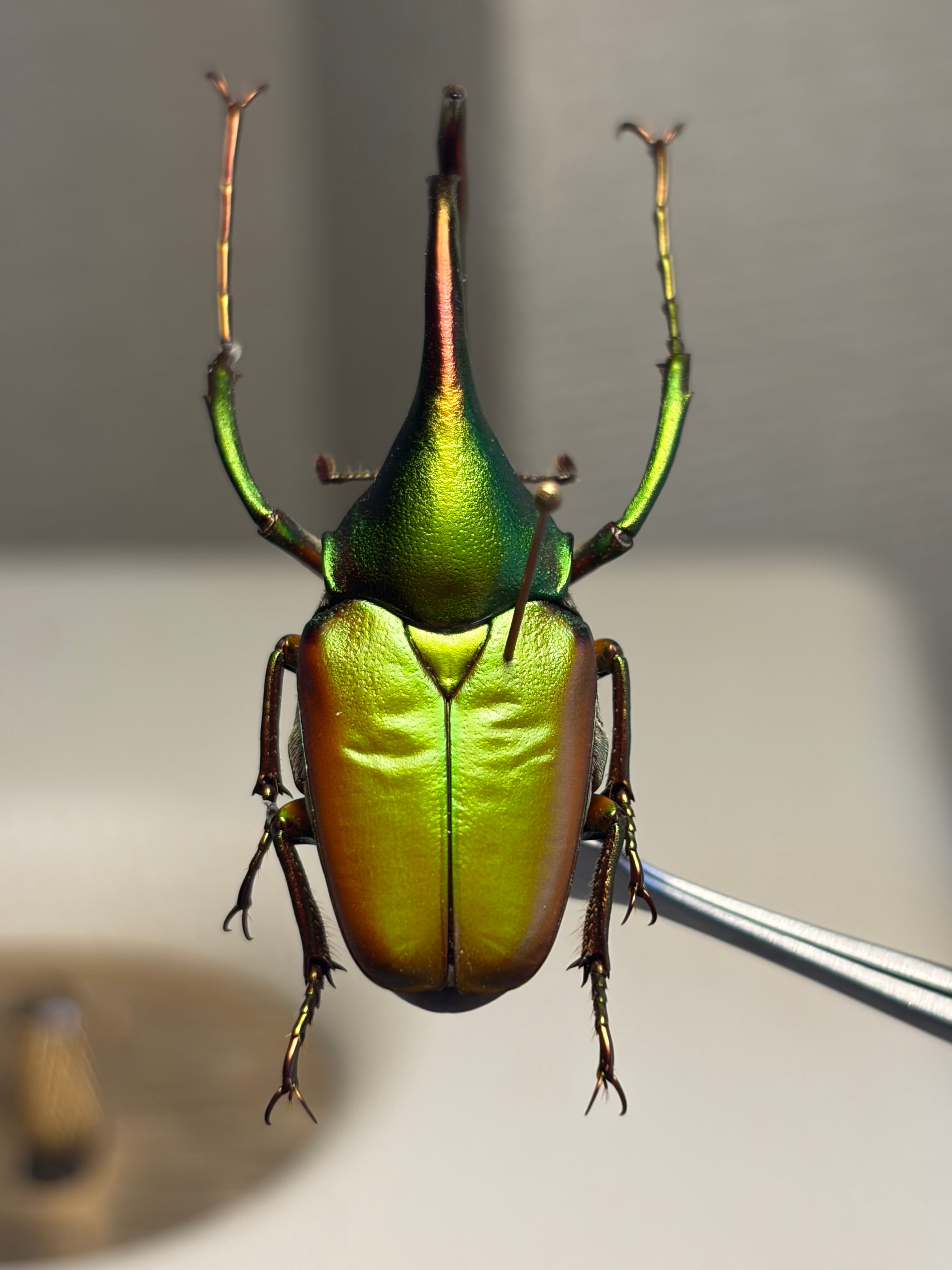 41mm】アントアンカブトハナムグリ 標本 | オモニキチュウ