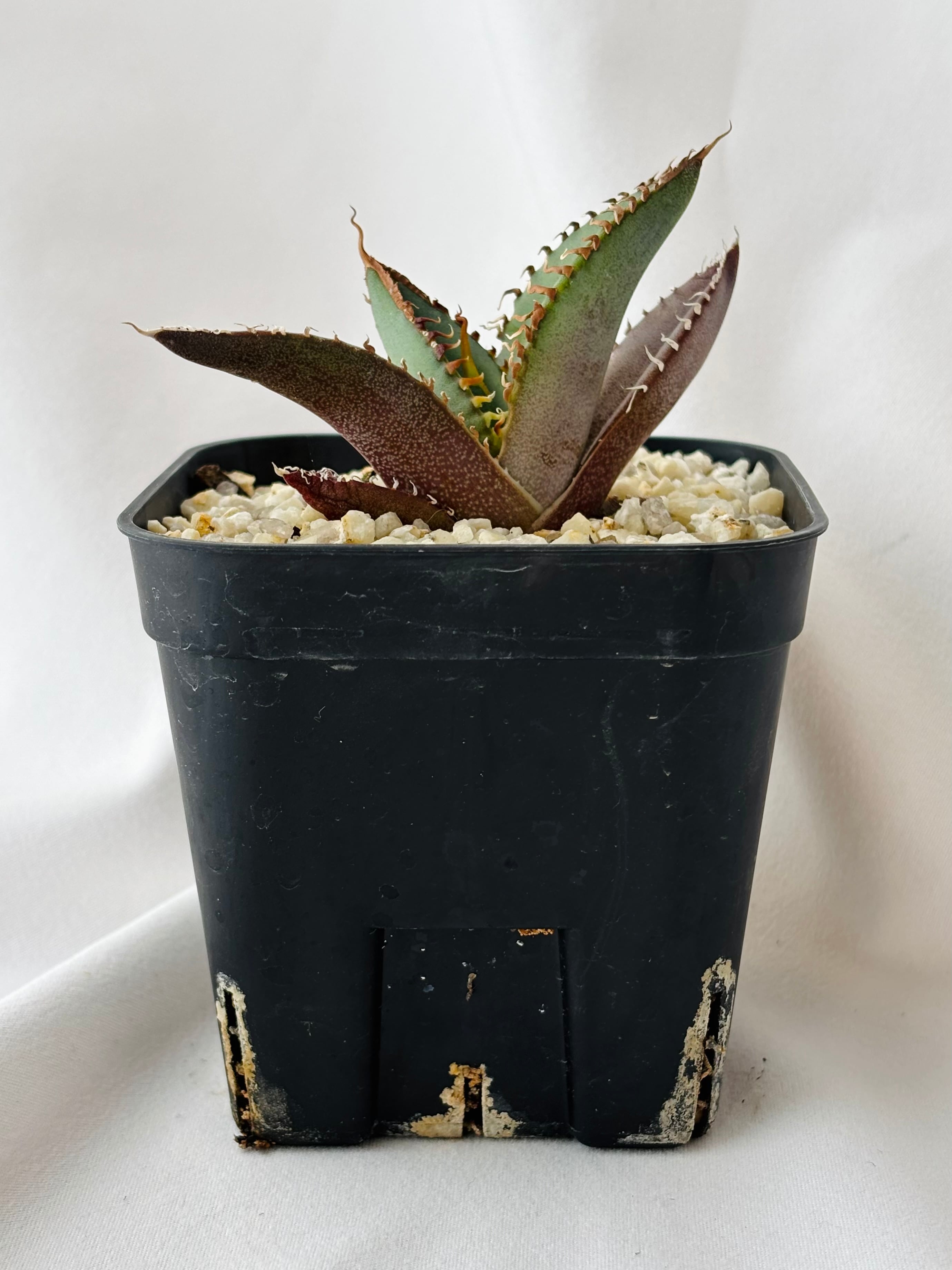 Agave titanota アガベ チタノタ オテロイ 多肉植物 | plants MARU
