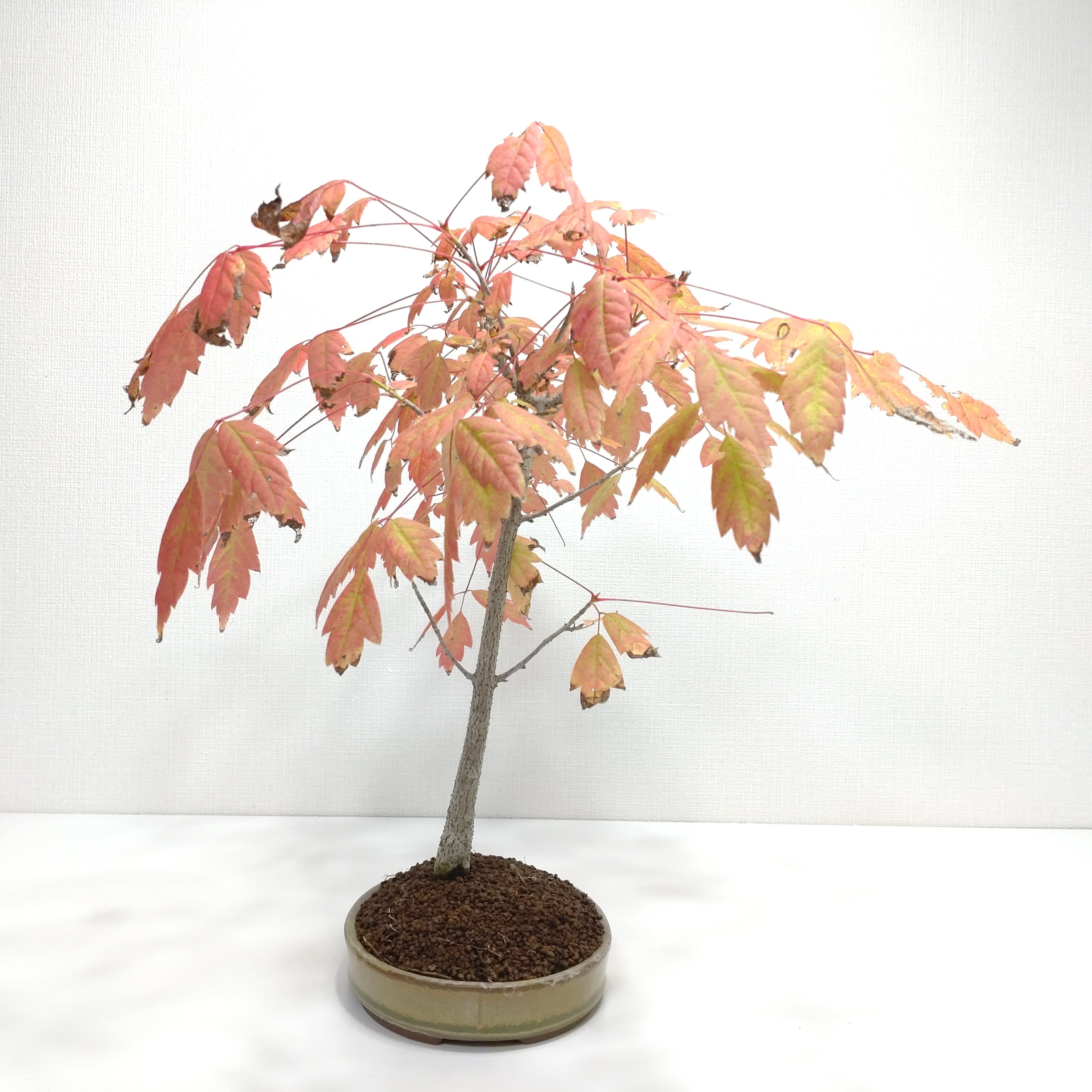 三手楓（ミツデカエデ）盆栽 SS005 | 盆栽創【Bonsaisou】