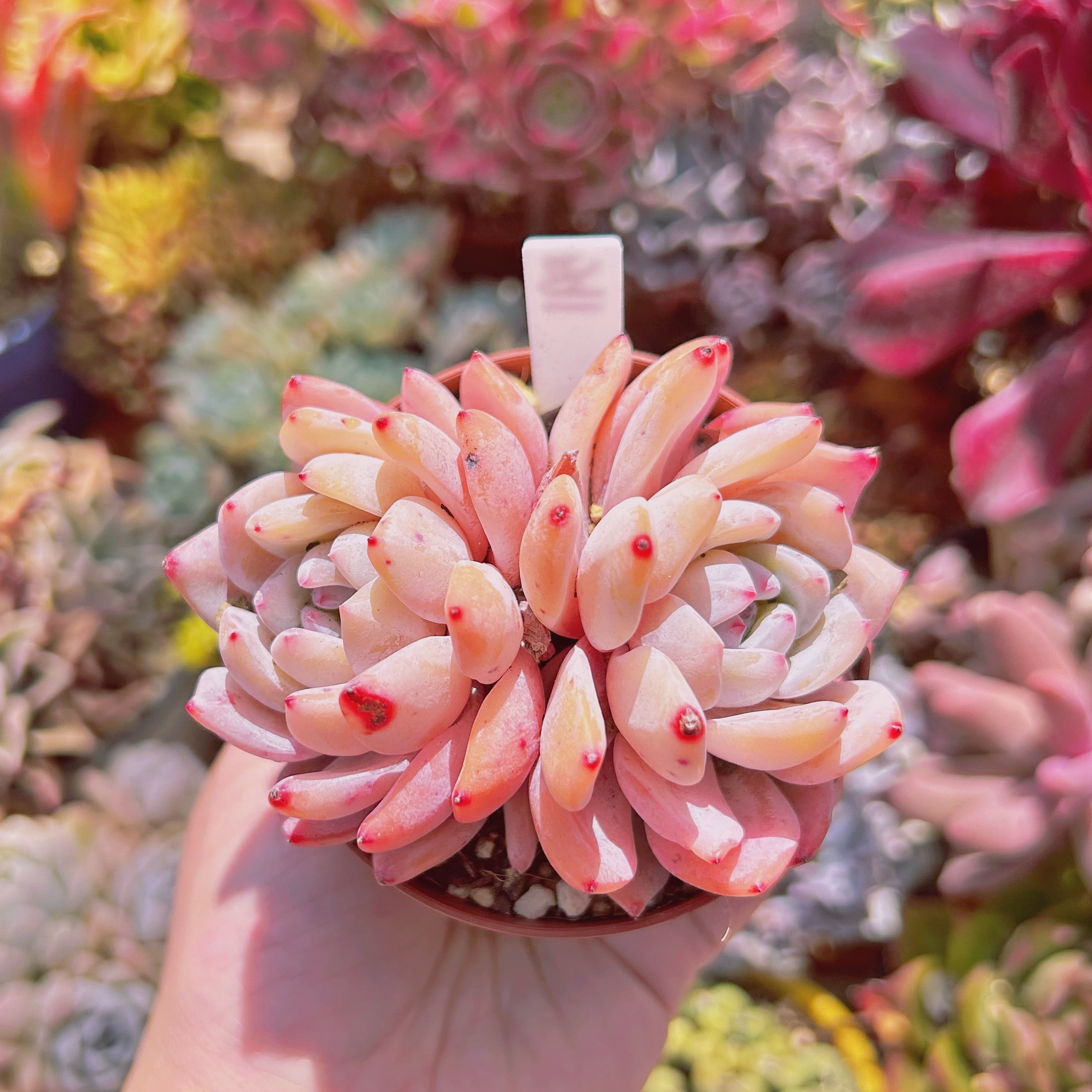 #591現物　多肉植物　コーラルピンク　