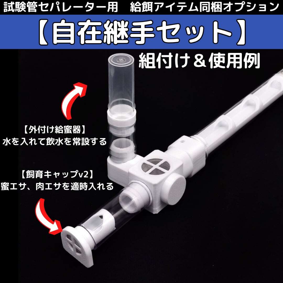 ミヤコオオアリ｜女王｜コロニー｜Camponotus friedae | あり巣 in